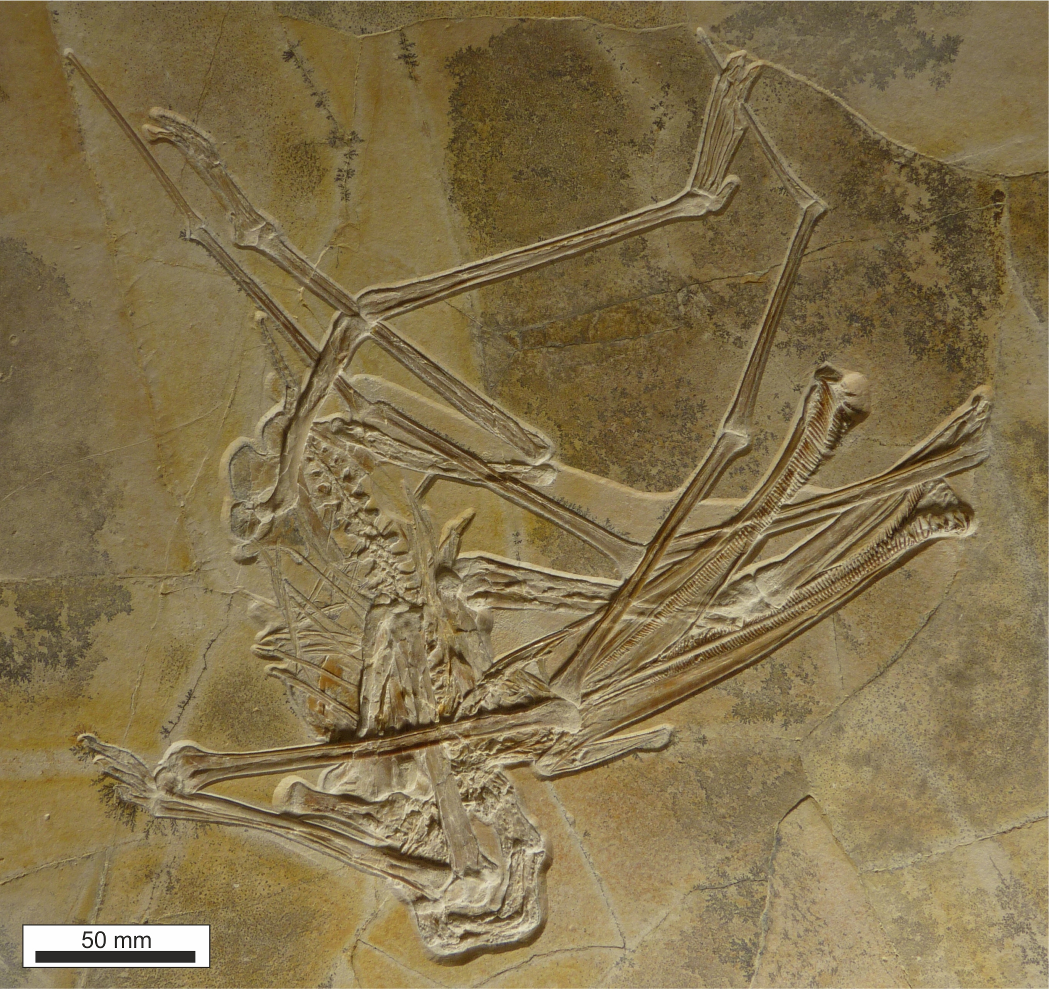 Bones of Balaenognathus maeuseri found in a slab of limestone
