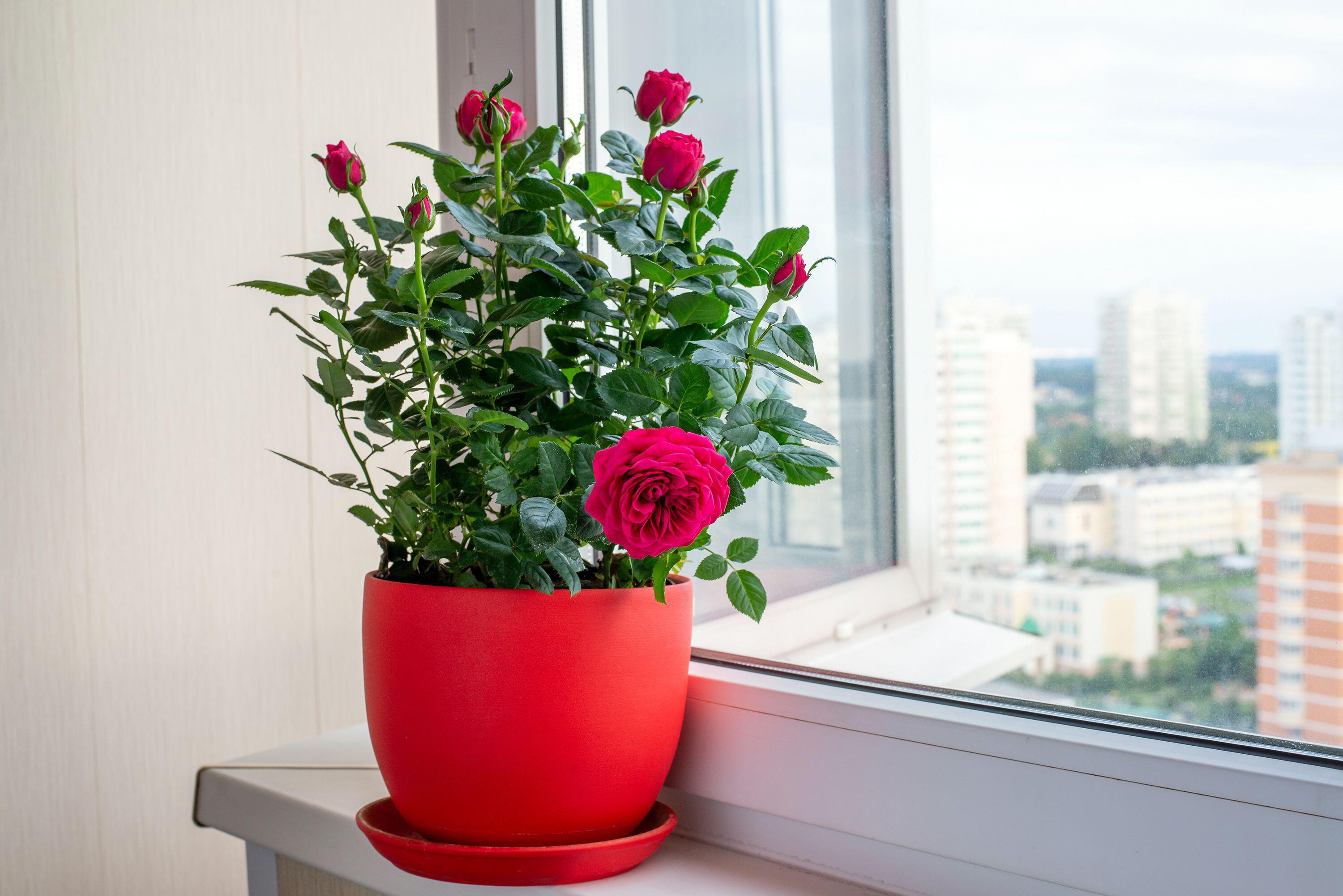 Potted rose by a window (Alamy/PA)