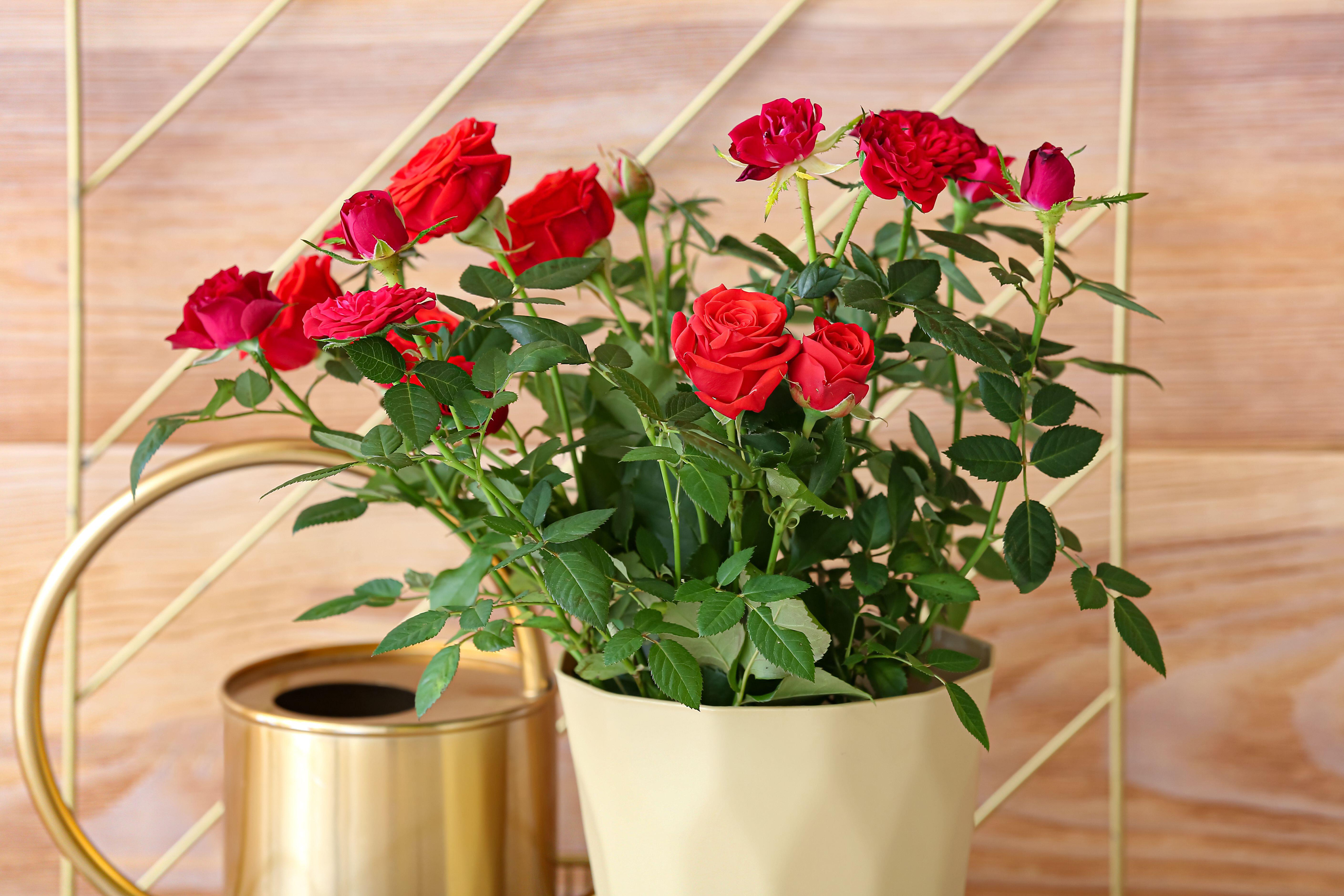 Potted rose and watering can (Alamy/PA)