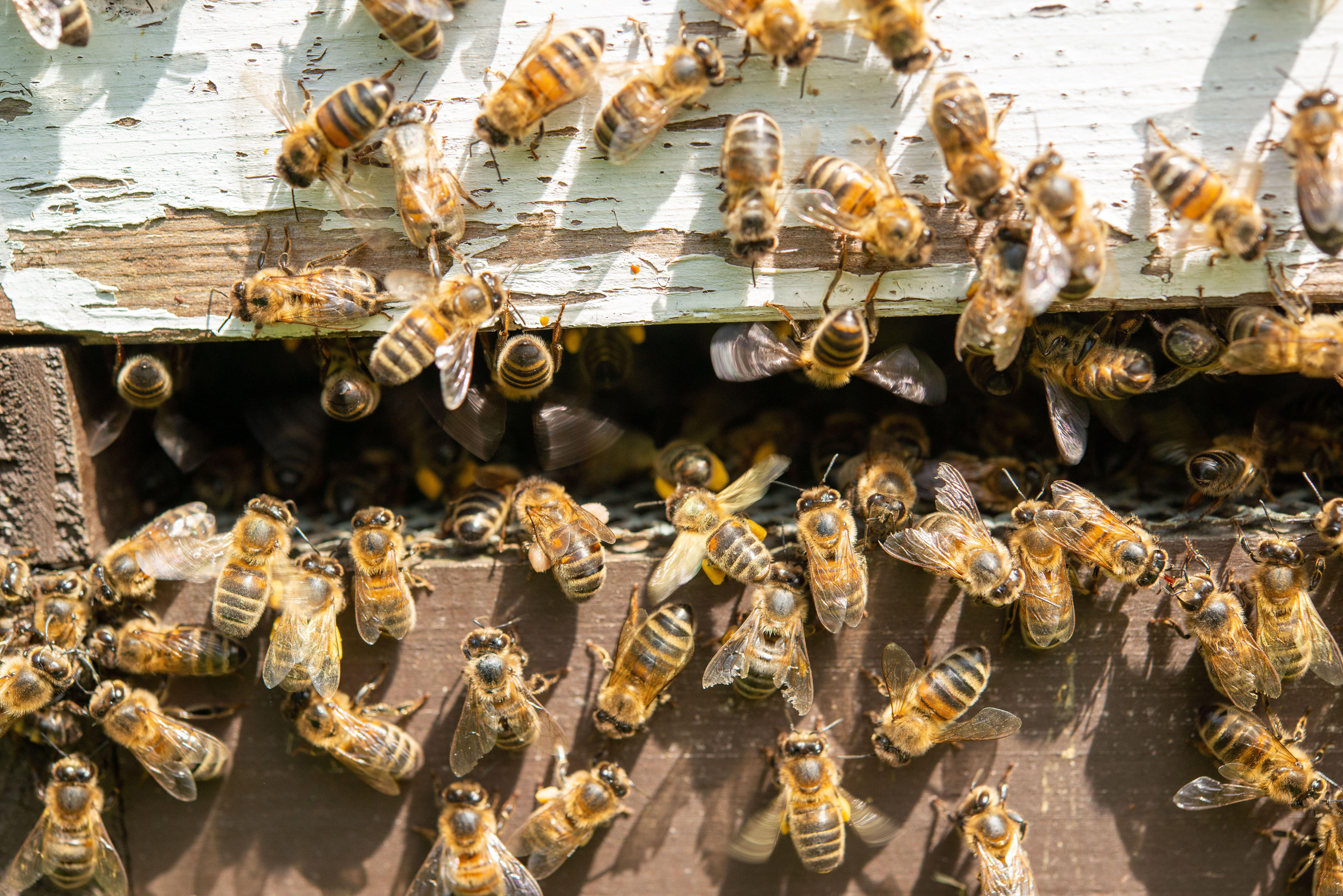 Beehive (Alamy/PA)