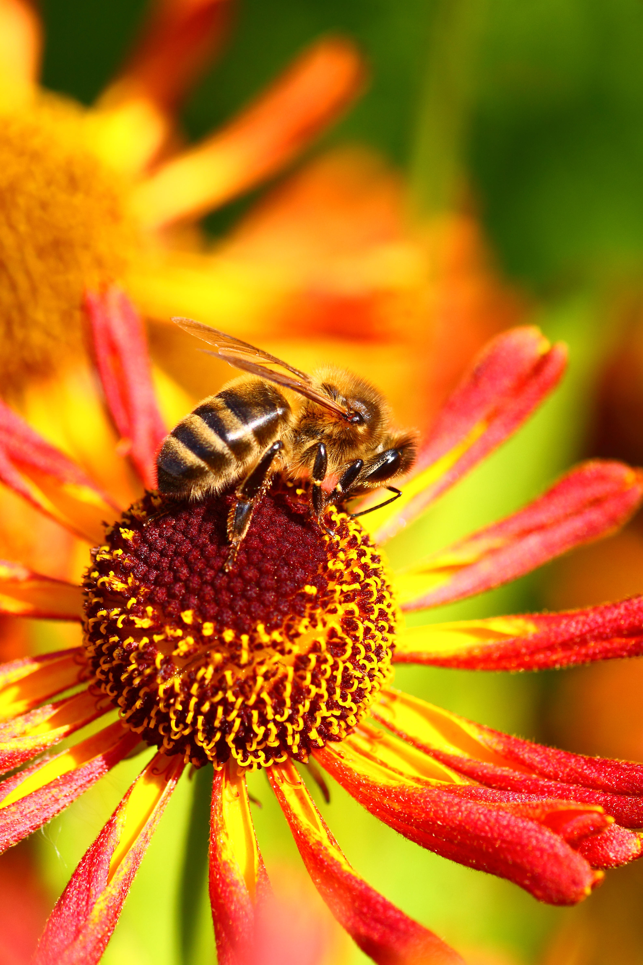 Bee on rudbeckia (Alamy/PA)