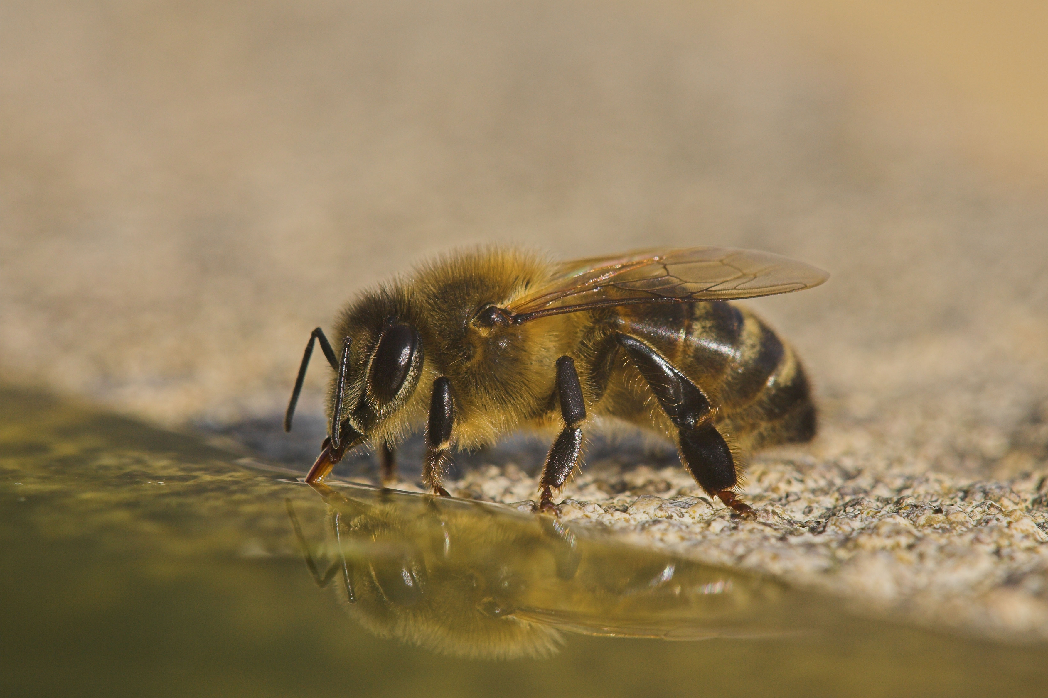 A bee drinking from a bird bath (Alamy/PA)