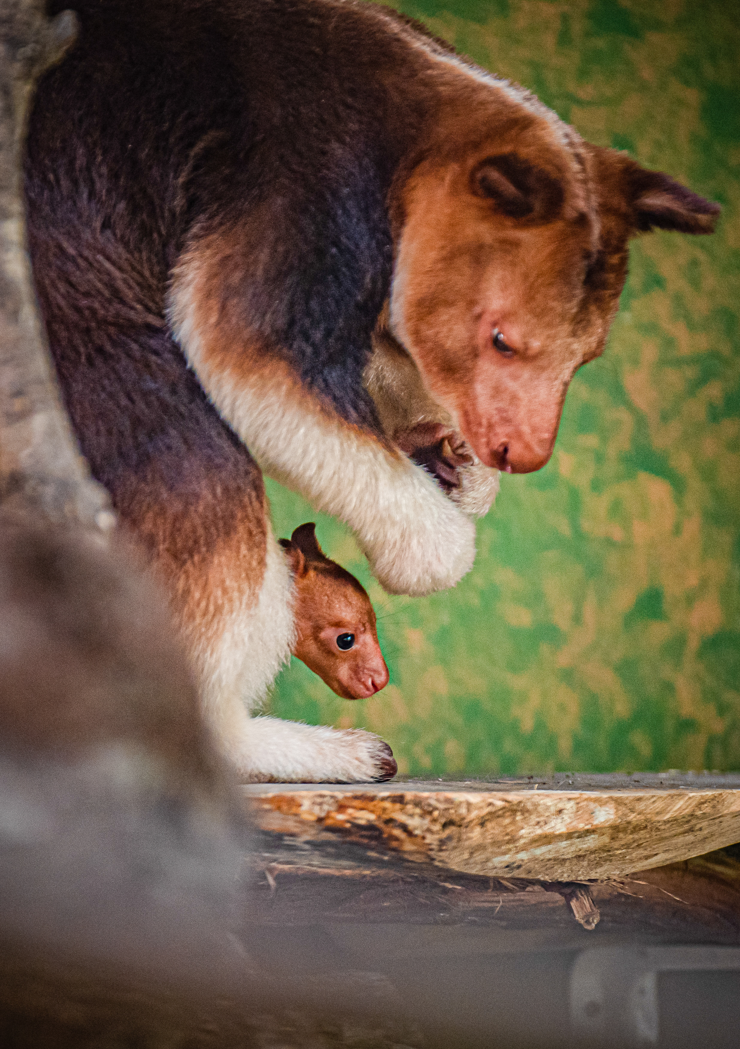 A rare tree kangaroo joey – the first to ever be born at Chester Zoo – has emerged from its mum’s pouch