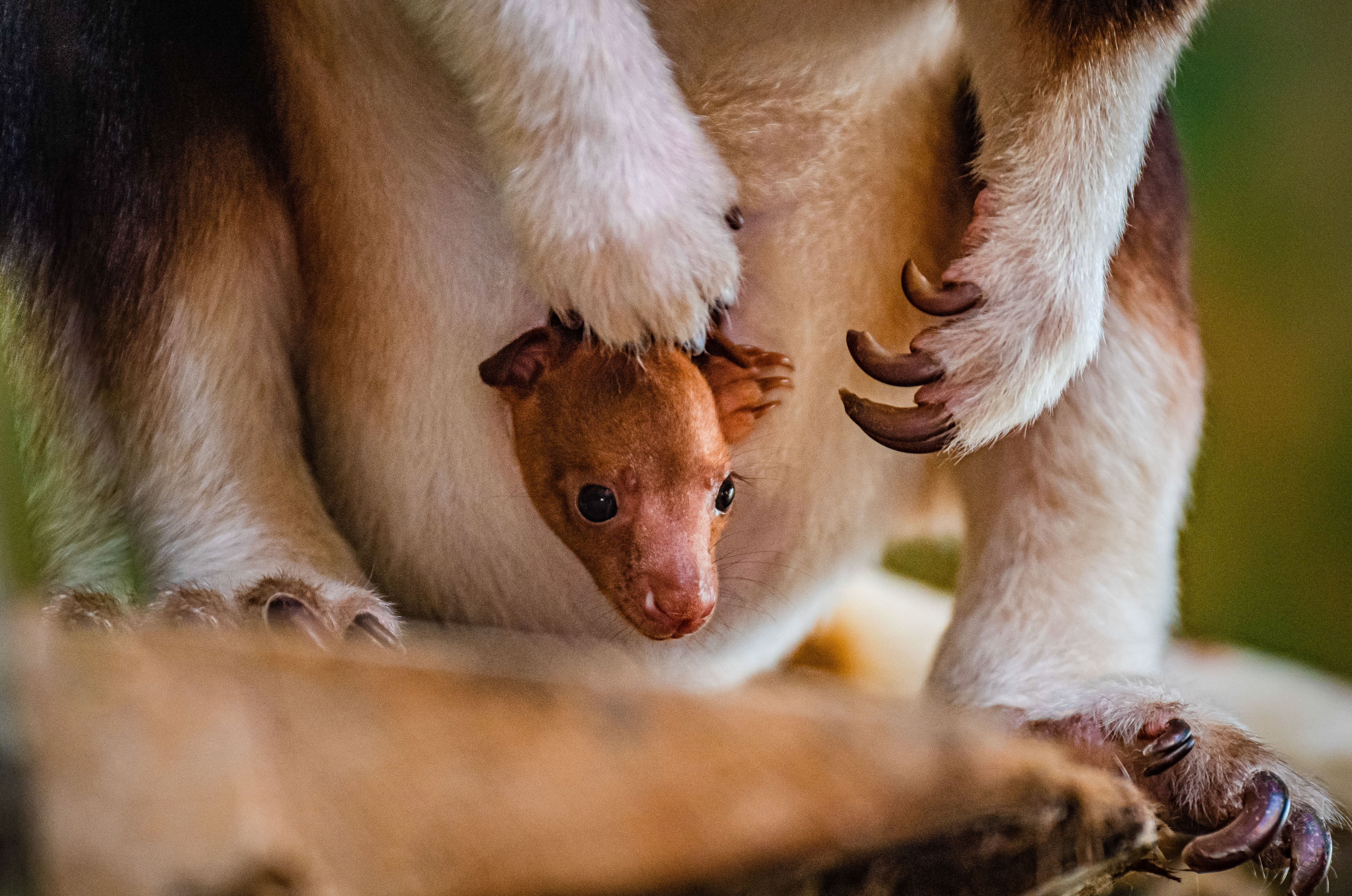 A rare tree kangaroo joey – the first to ever be born at Chester Zoo – has emerged from its mum’s pouch