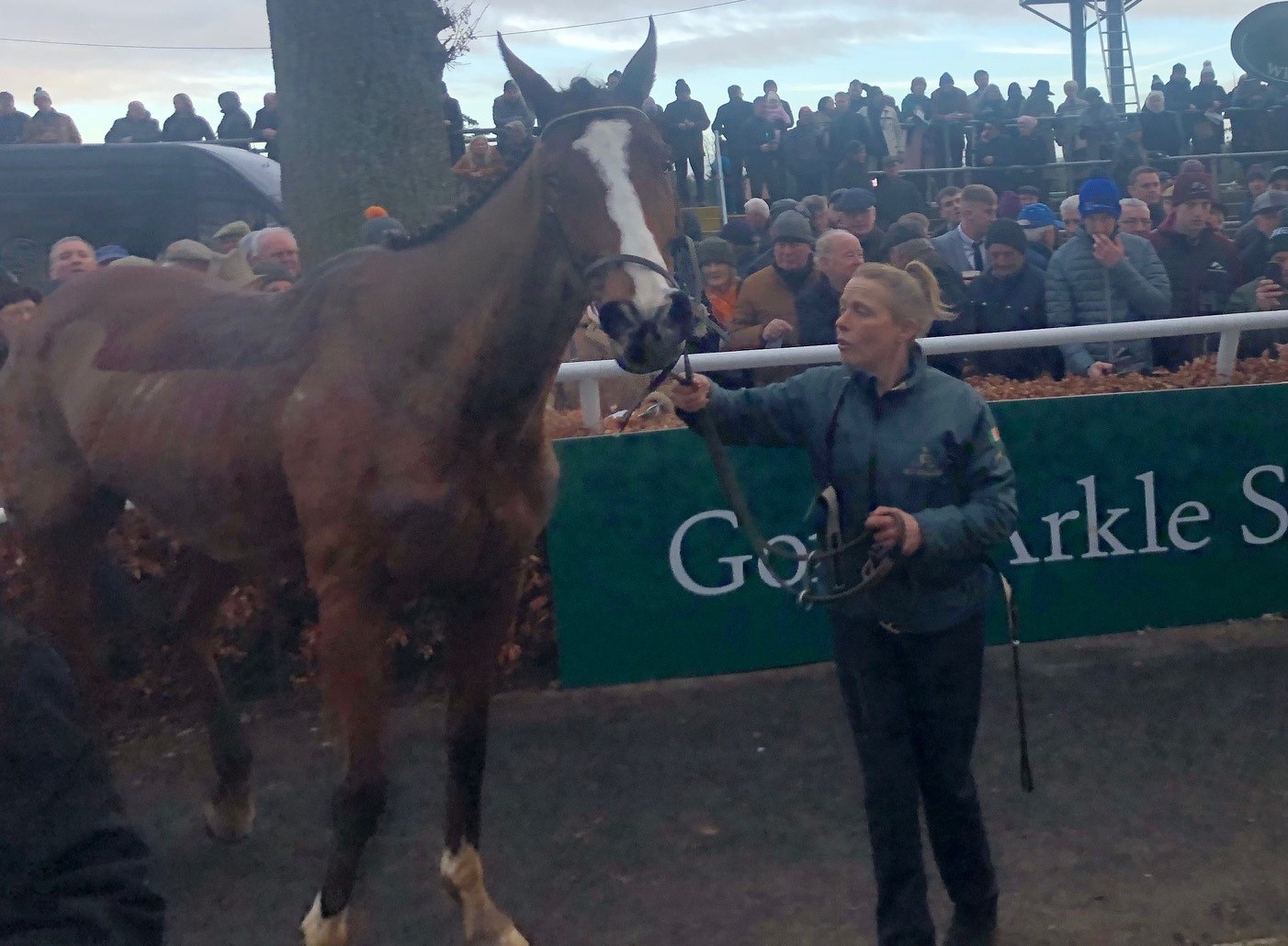 Sir Gerhard after winning at Gowran Park 