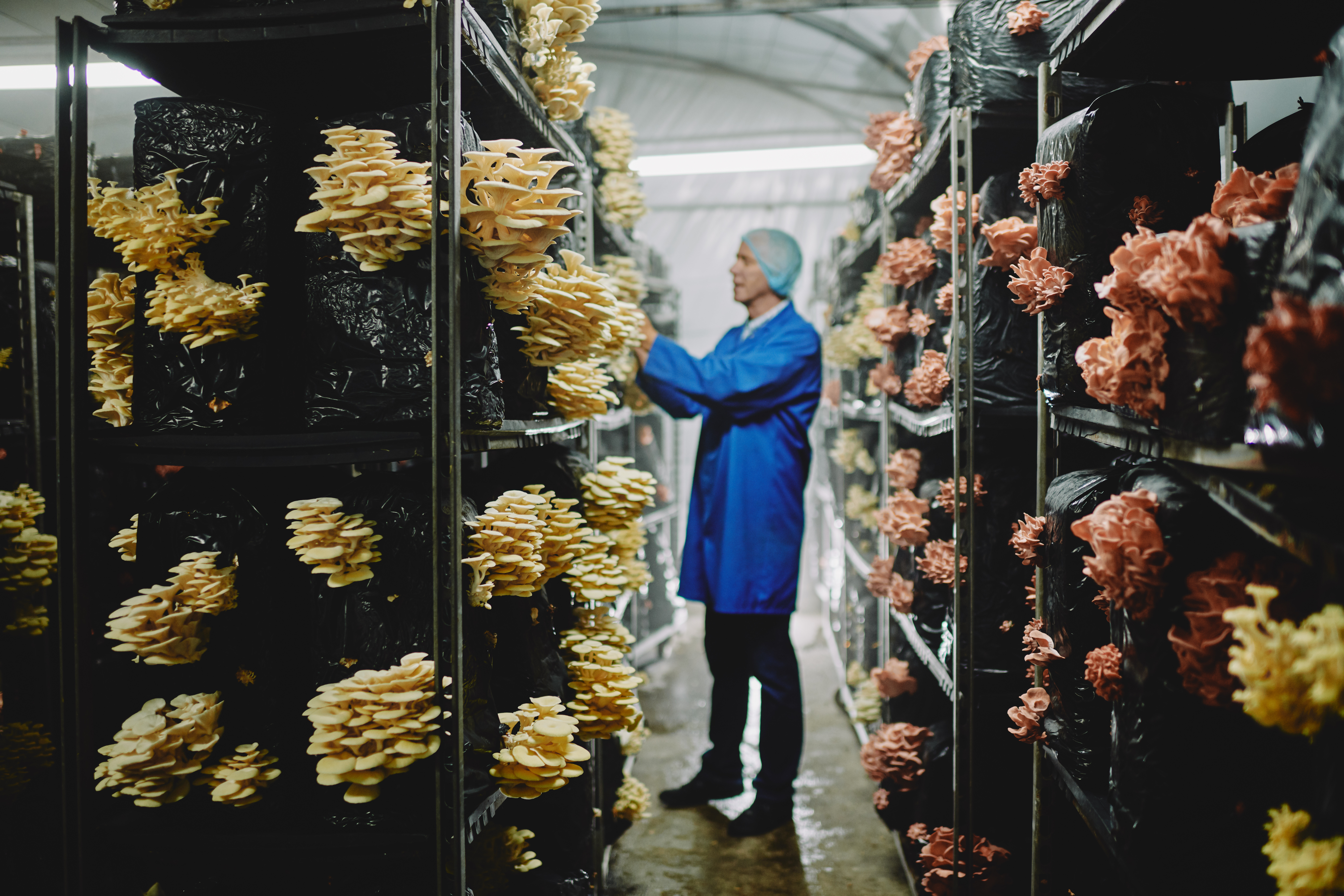 Business is growing at Smithy Mushrooms in Lancashire