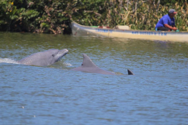 Dolphins and humans work together in fishing collaboration | Guernsey Press