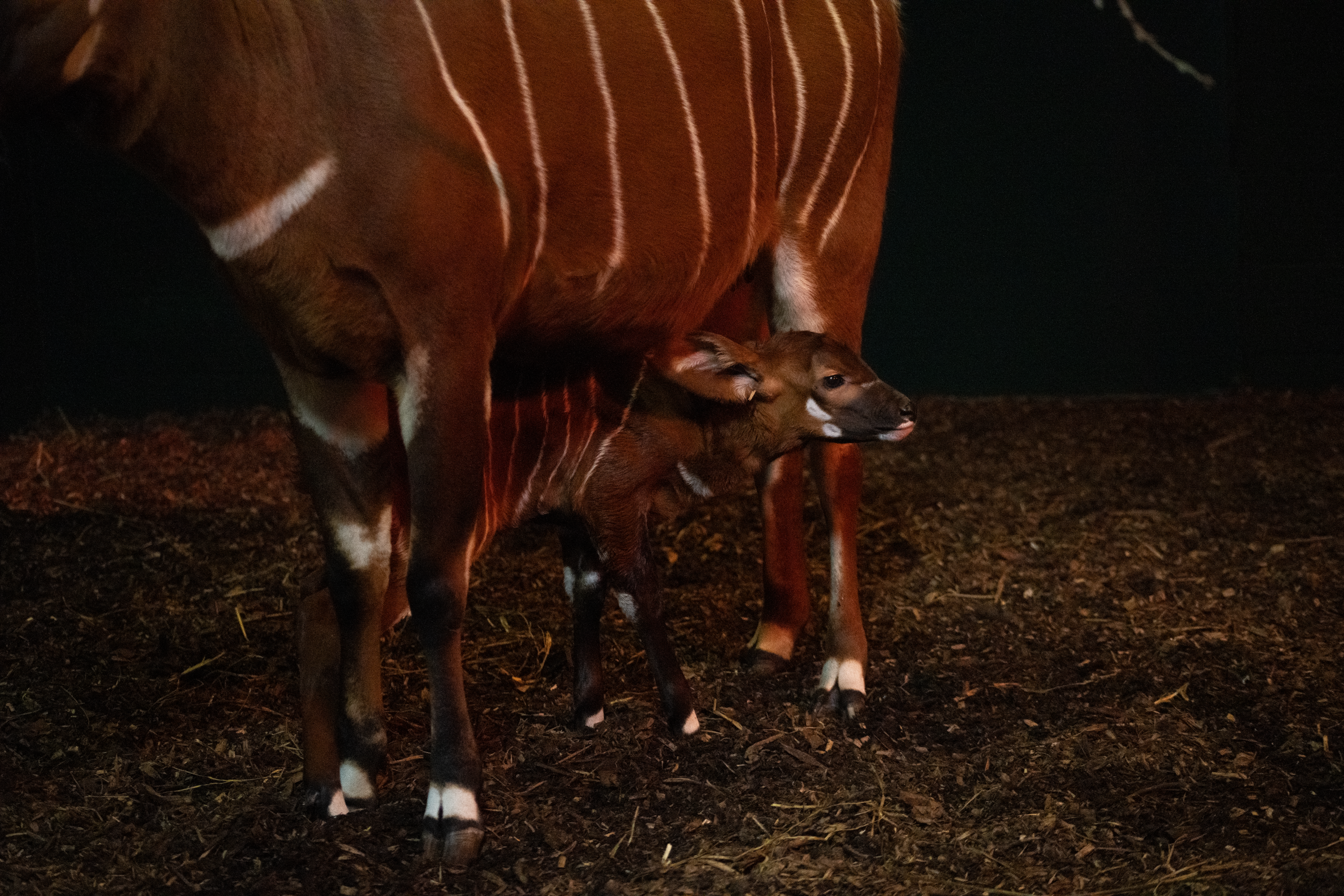 The calf was born to mother Canela (Marwell Wildlife)