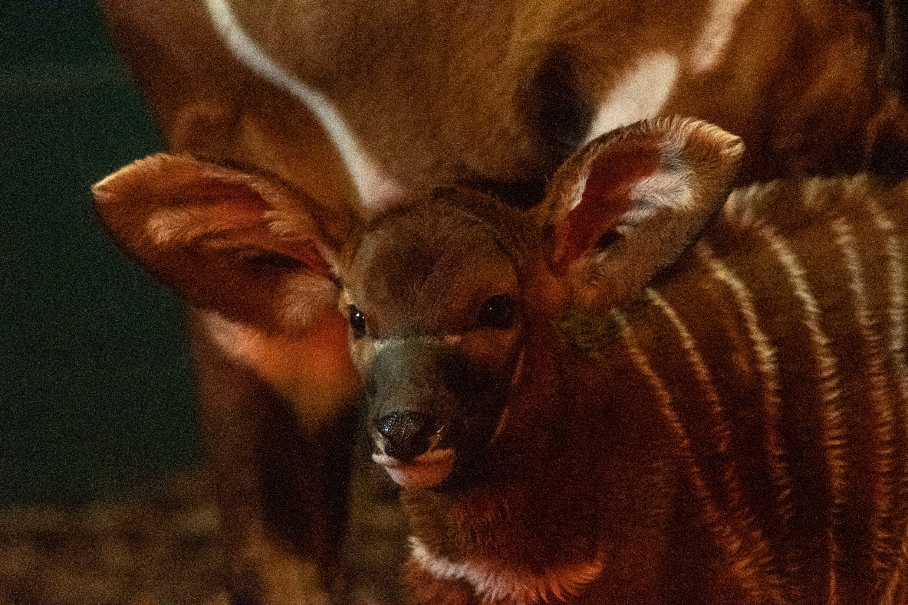 Both the calf and its mother are 'doing really well' (Marwell Wildlife)