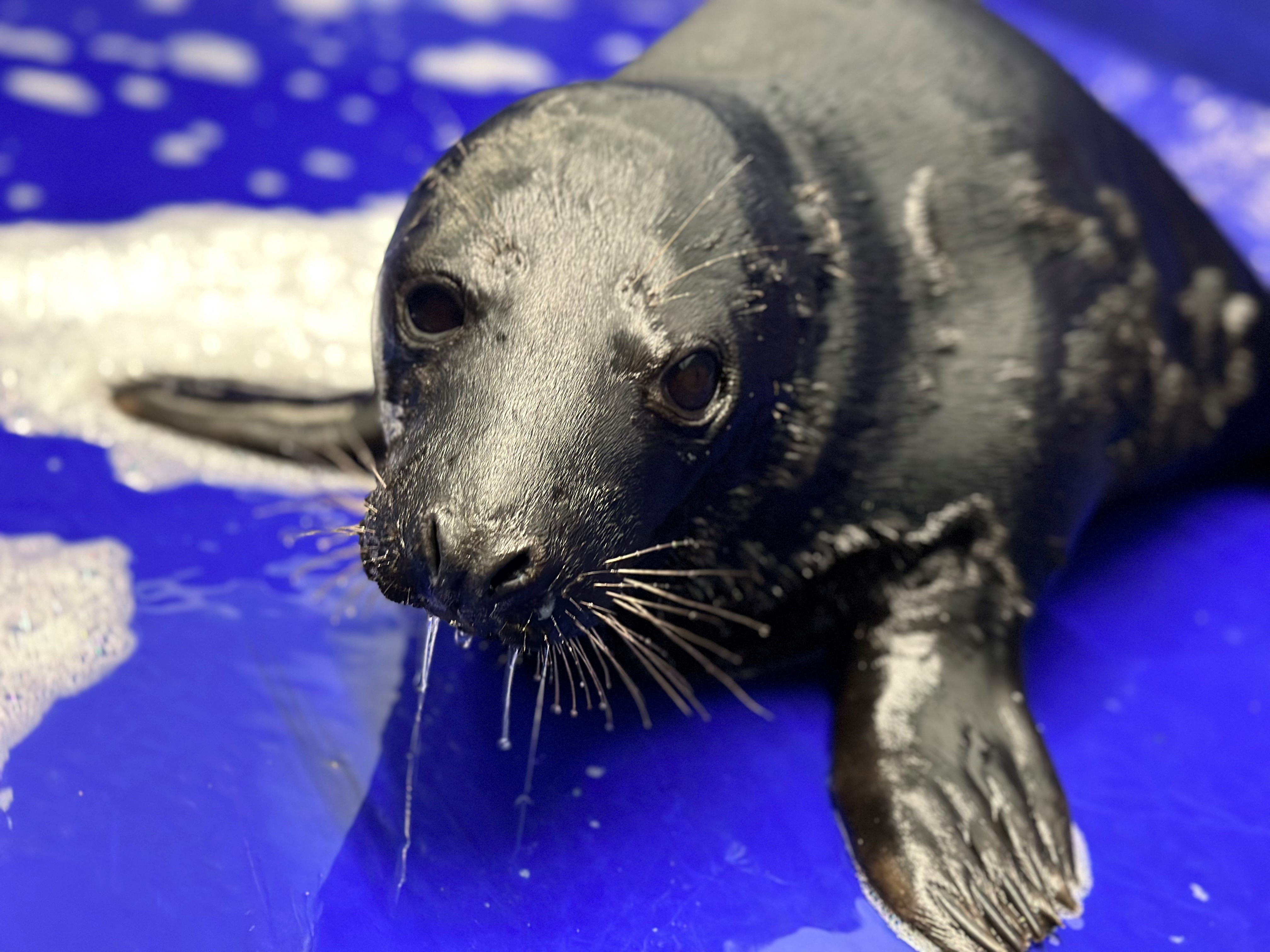 The seal was rescued from a nearby beach (Cornish Seal Sanctuary/PA)
