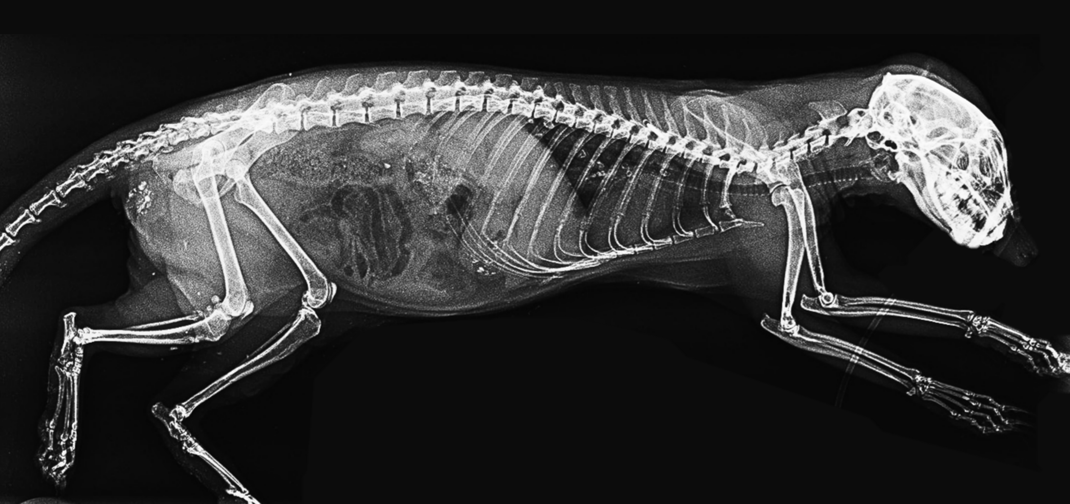 An X-ray of a meerkat 