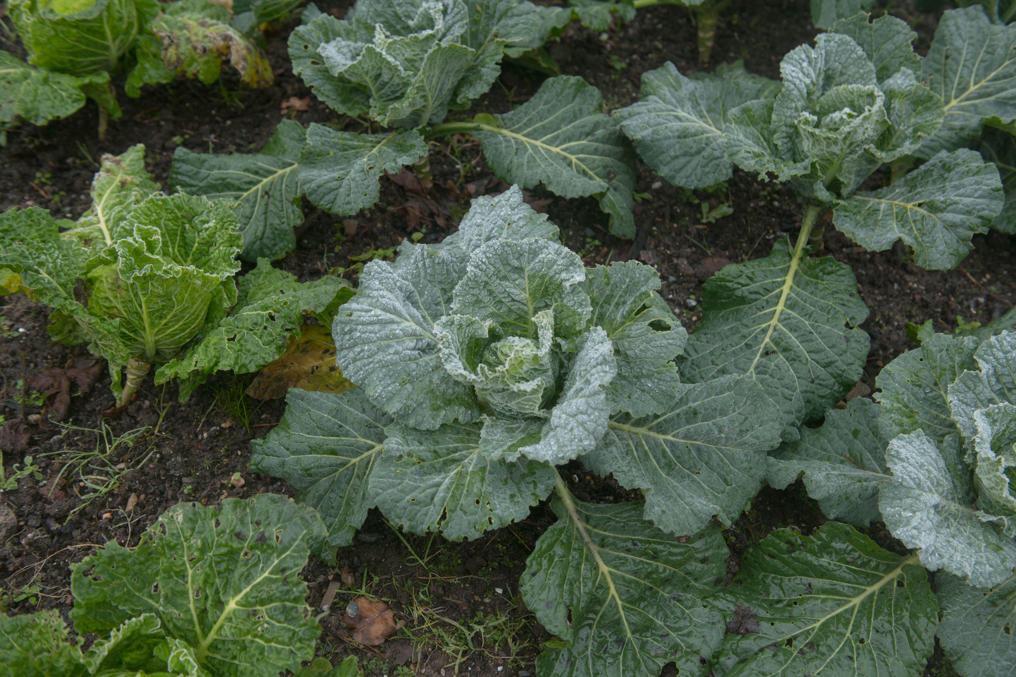 Winter cabbage (Alamy/PA)