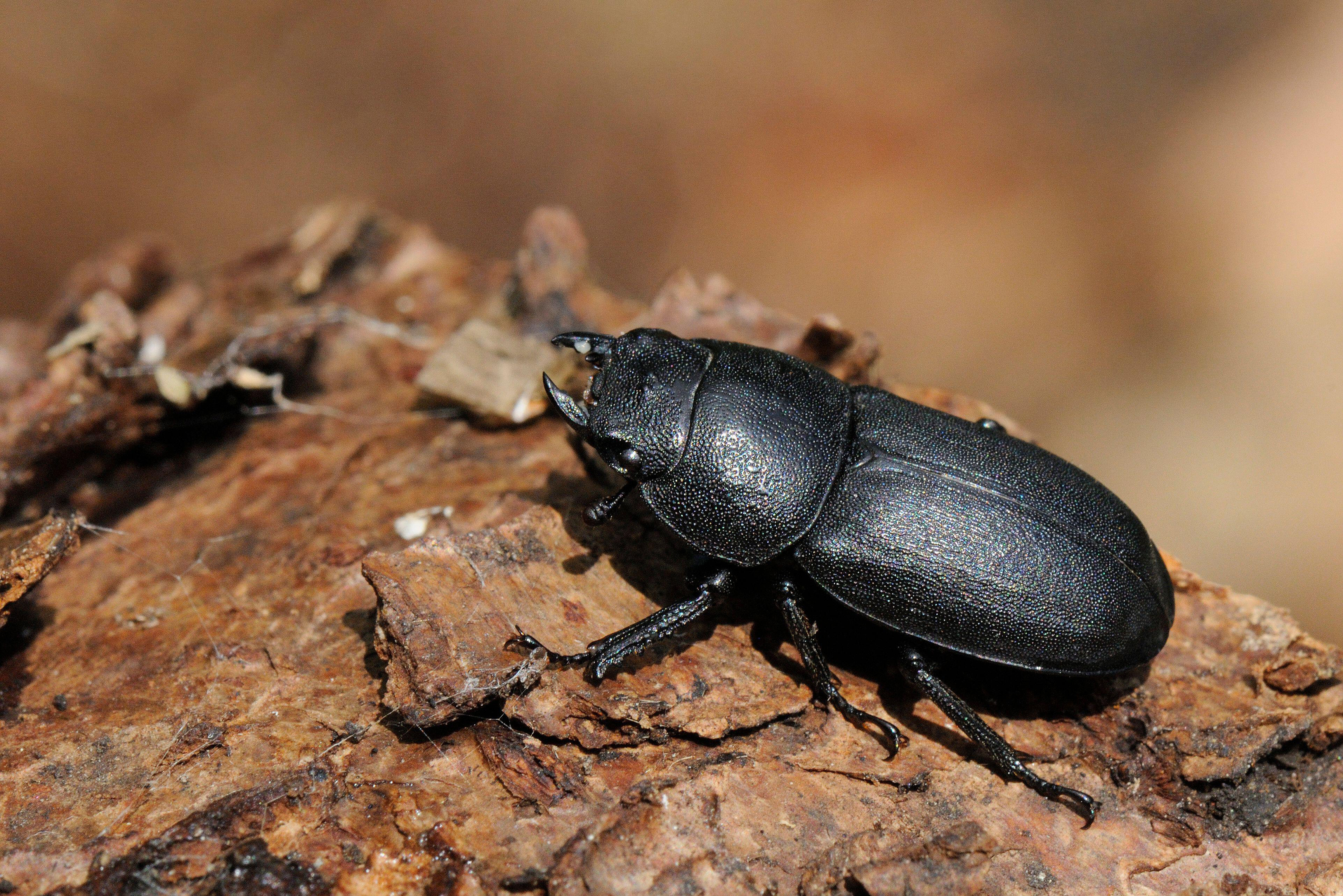 Stag beetle on a log (Alamy/PA)