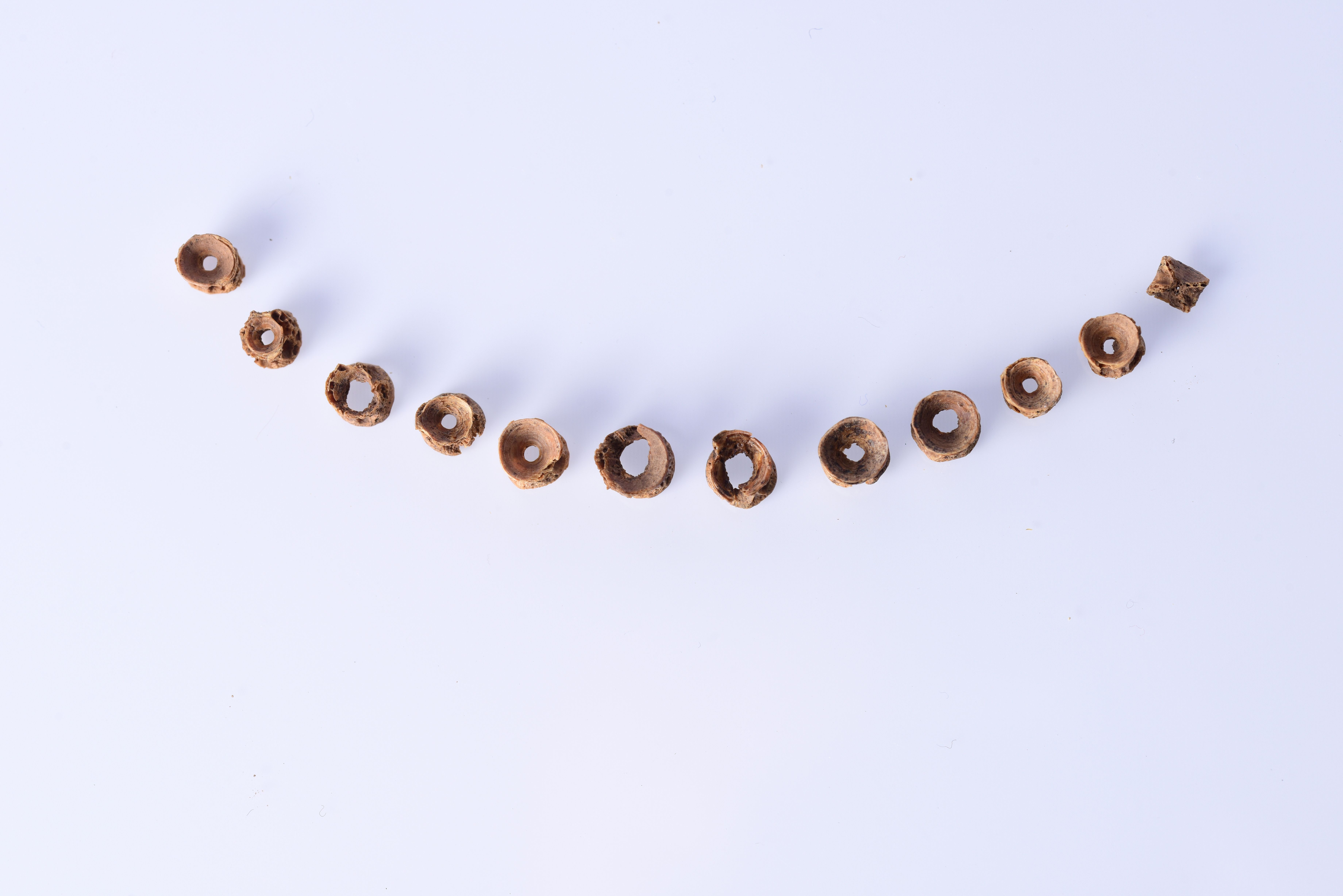 Britain’s first known prayer bead necklace made from fish bones. (English Heritage)