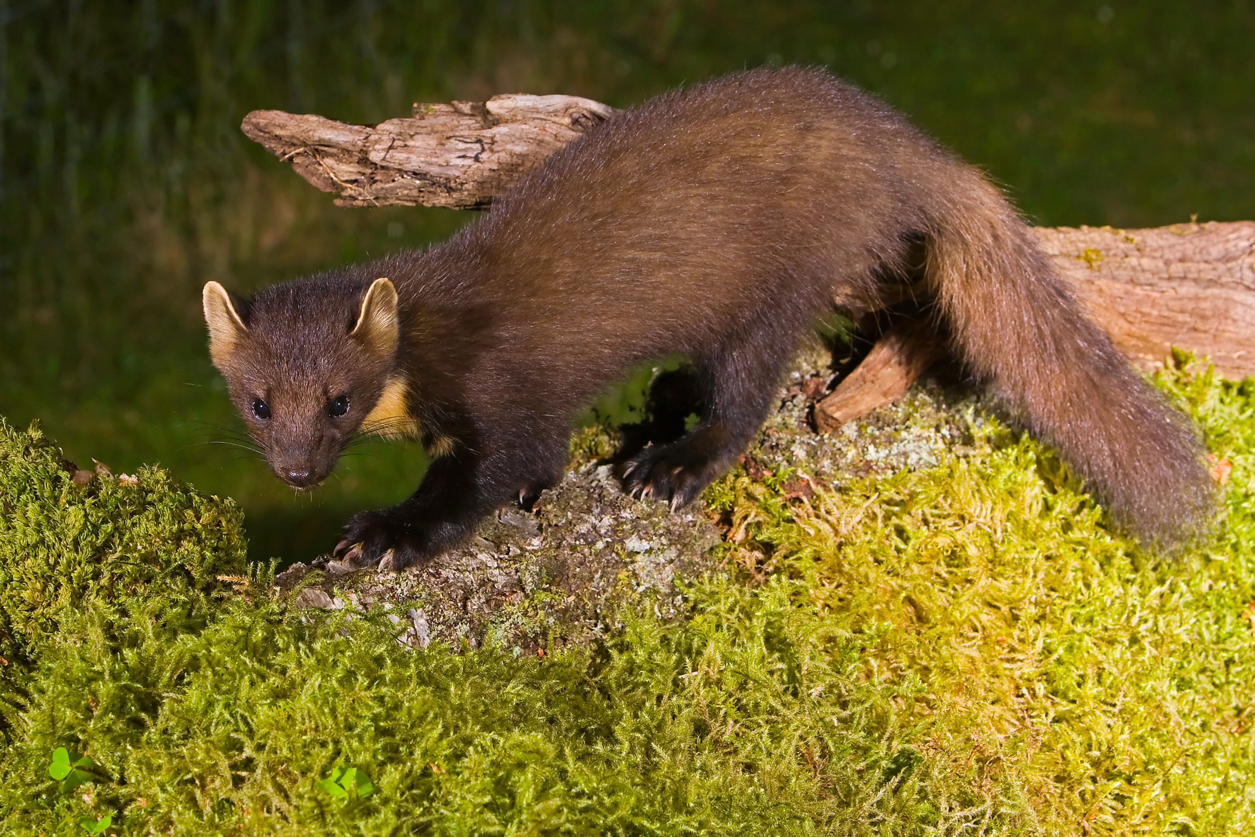 Hopes for pine marten numbers in England's biggest forest 