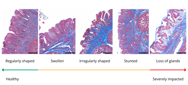 Tubular glands scarring