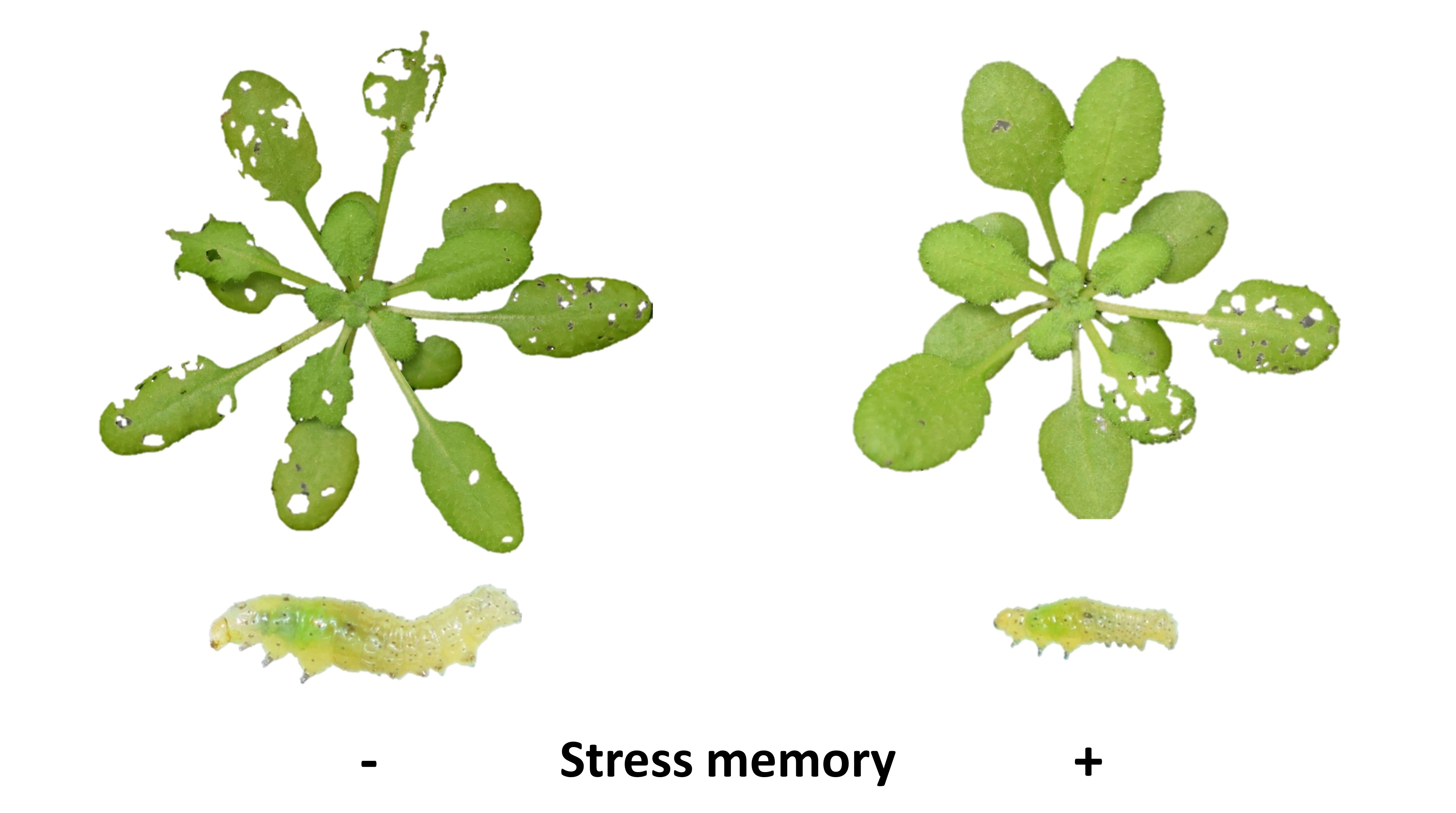 Thale cress stress memory test