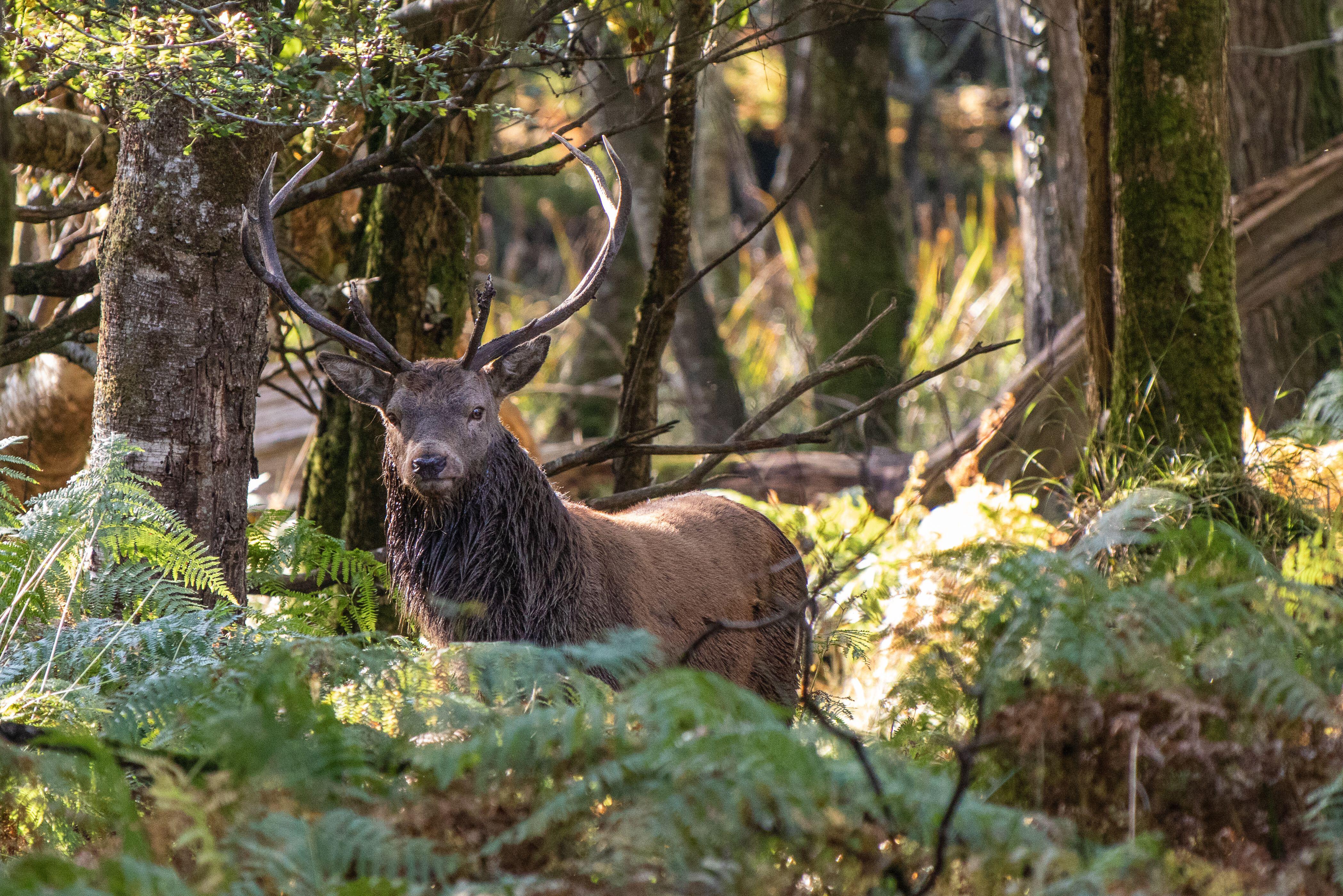 Red Deer in Killarney National Park (Alamy/PA)