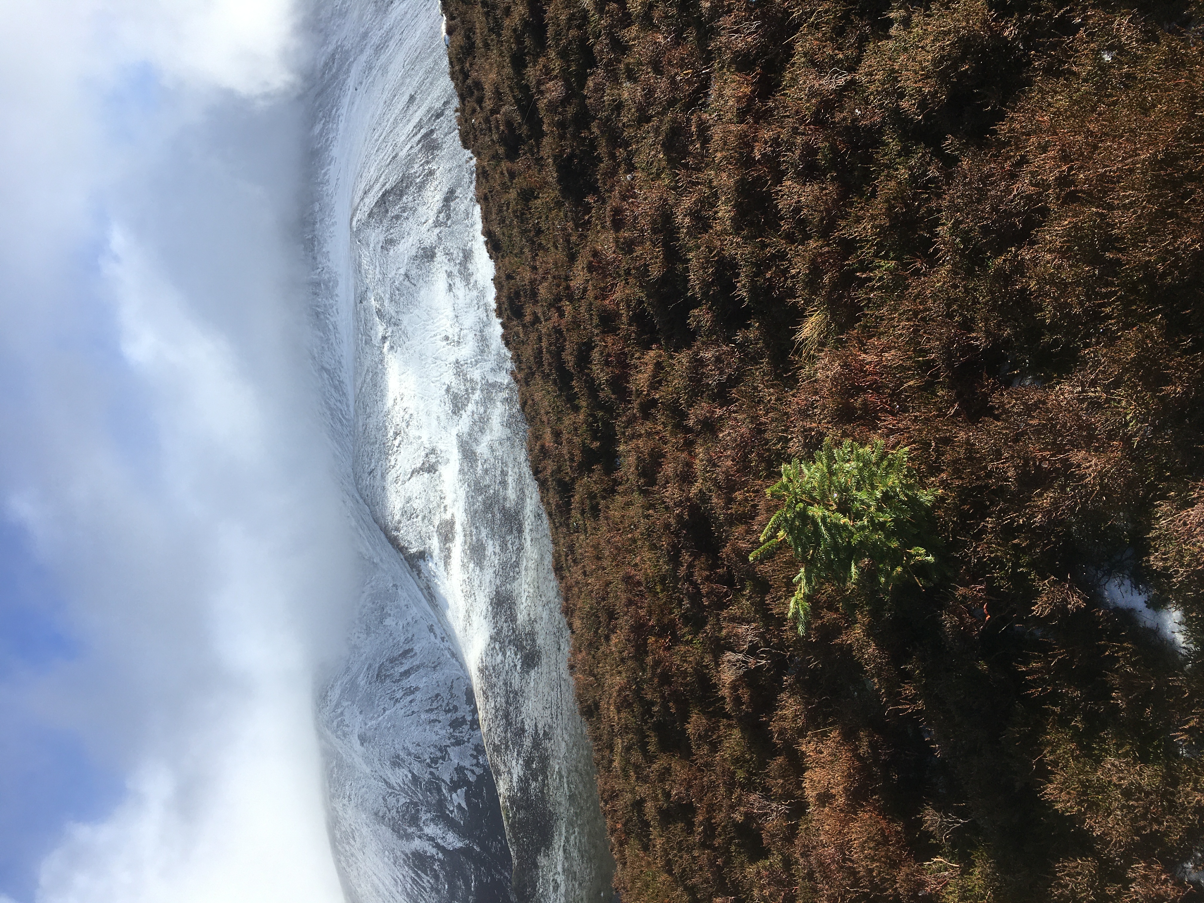 Sitka spruce regenerating