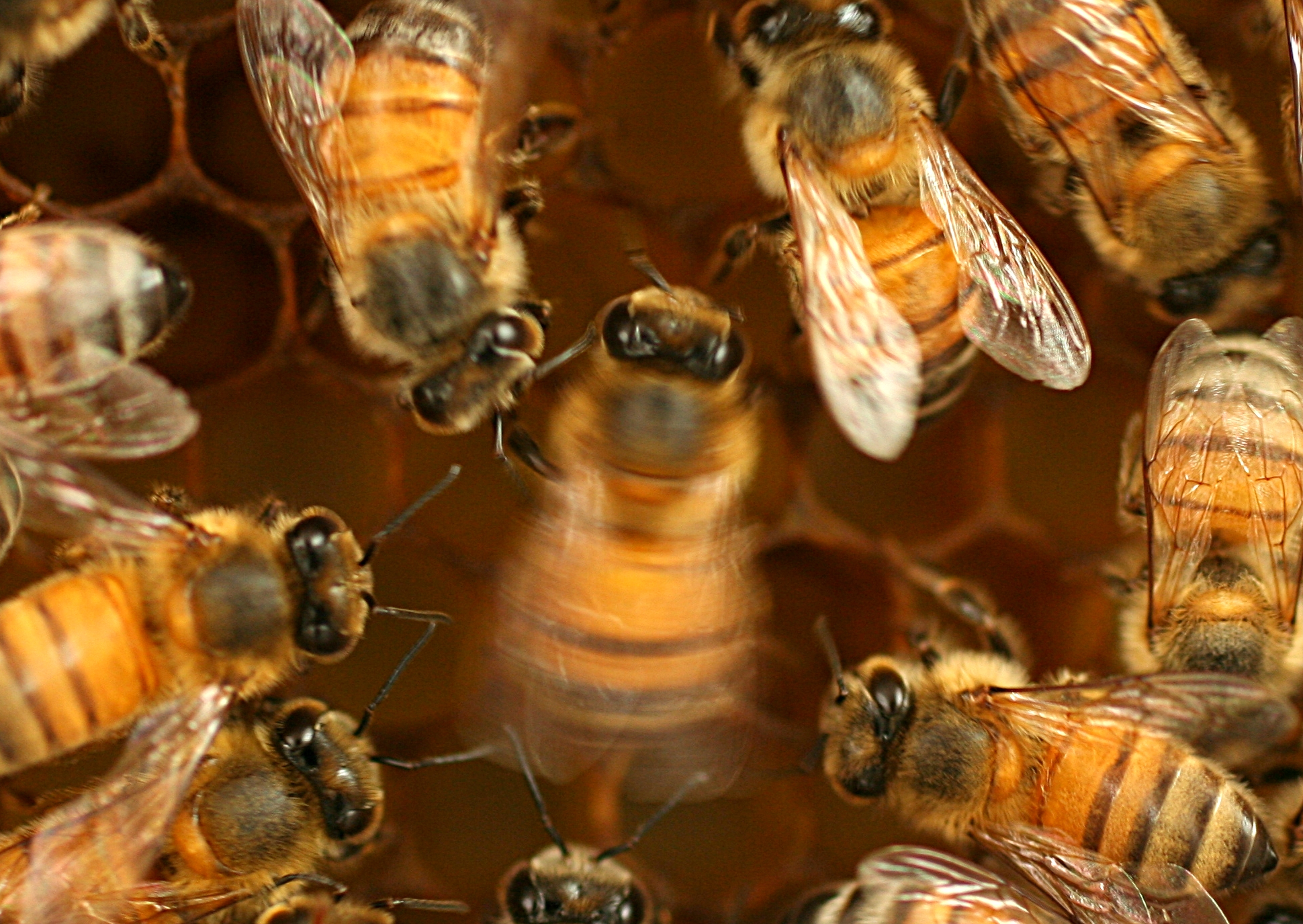 A honey bee (centre) waggle dancing