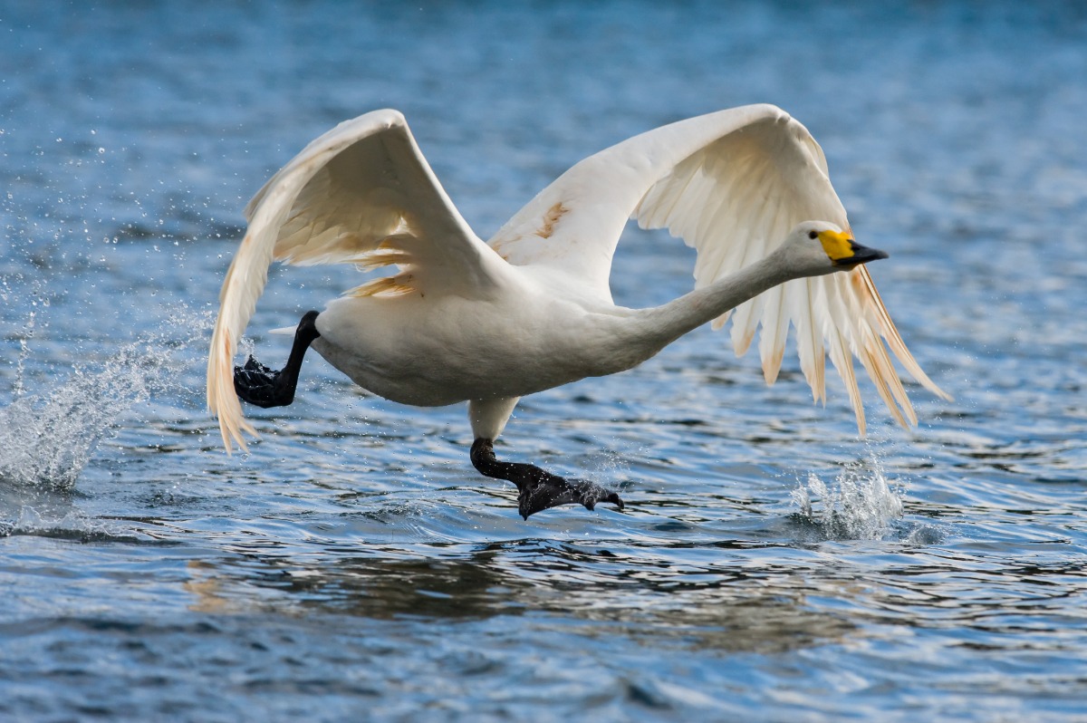 Whopper swans 