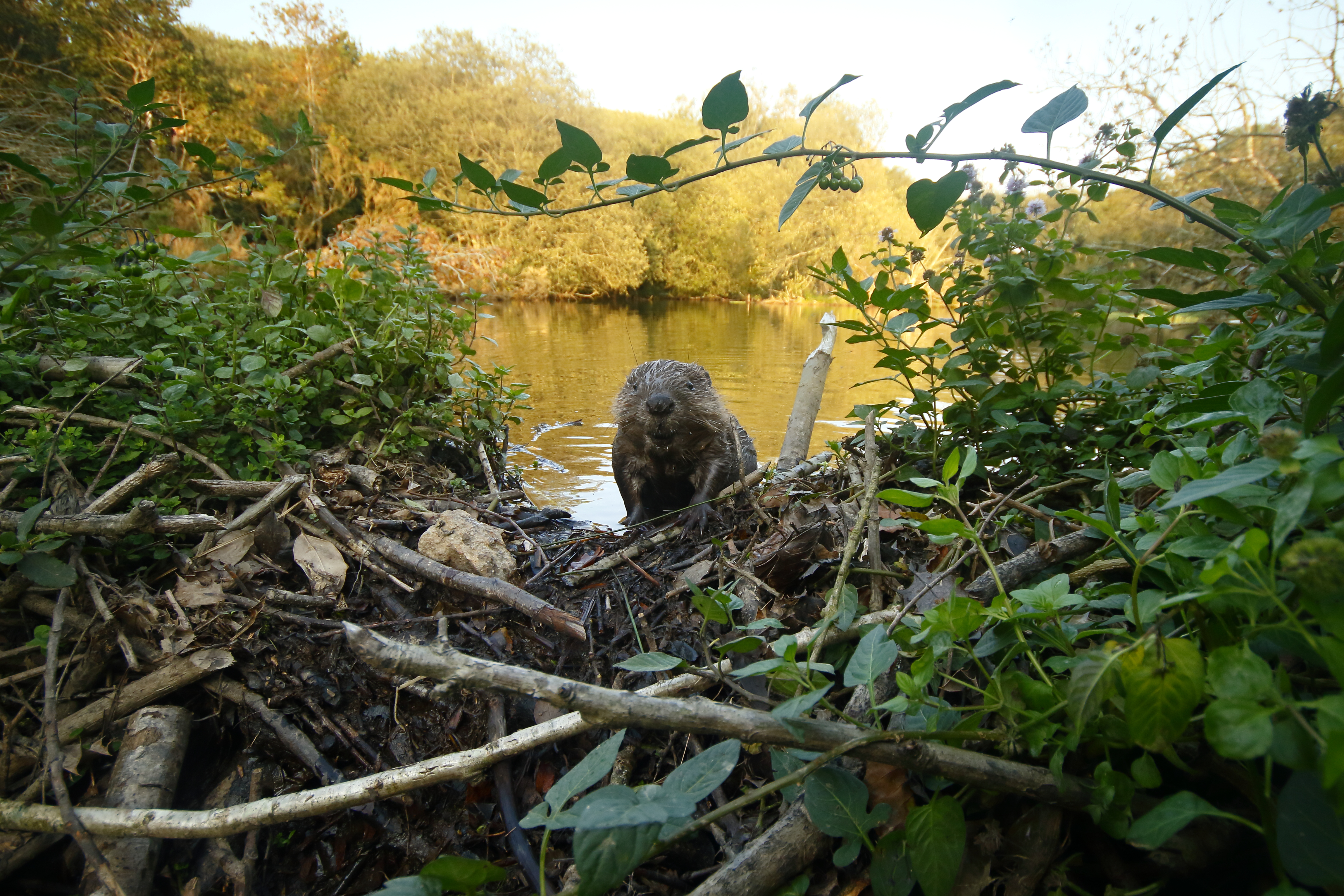 Eurasian beaver kit on dam