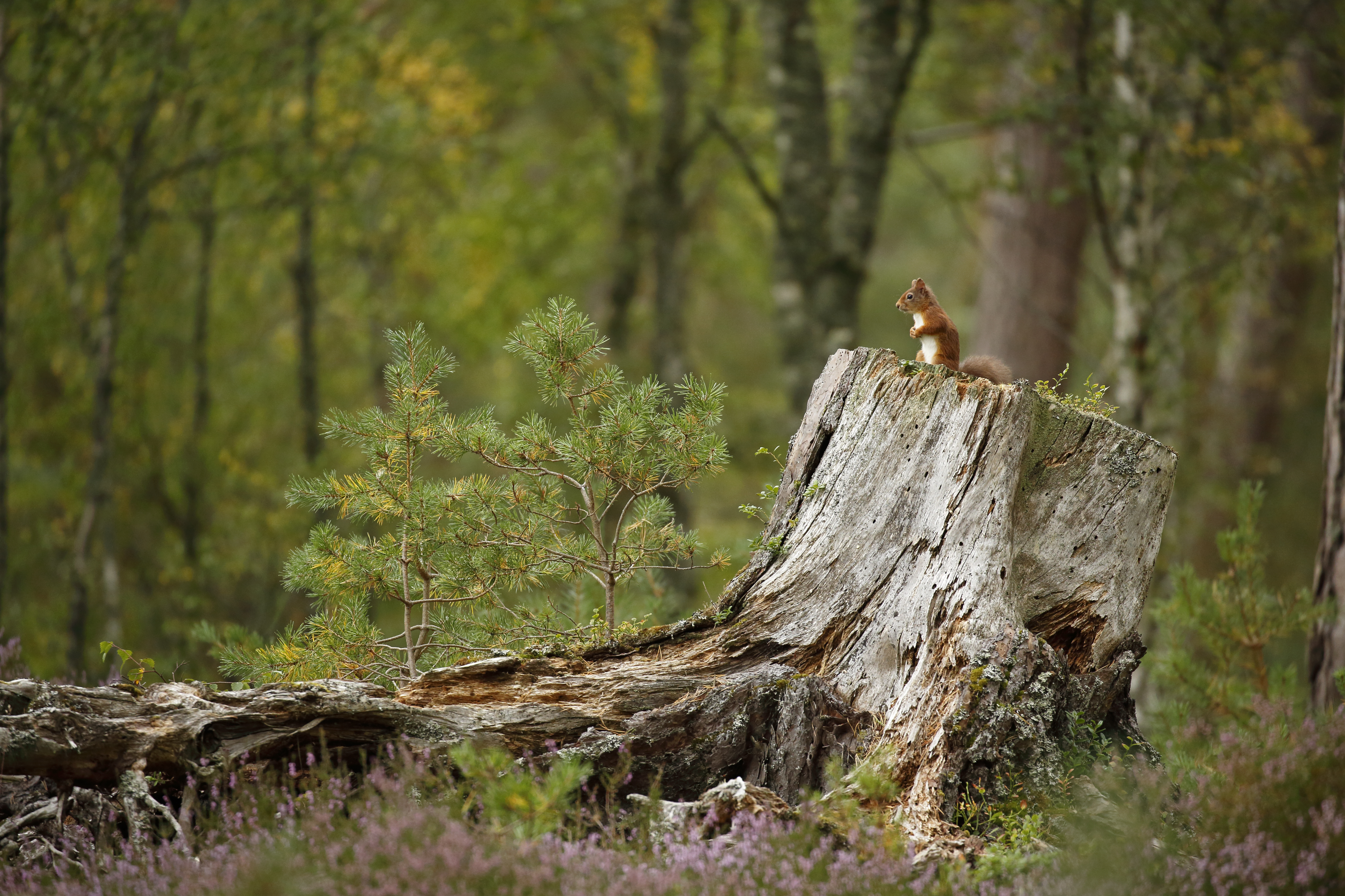 Red squirrel in woodland habitat