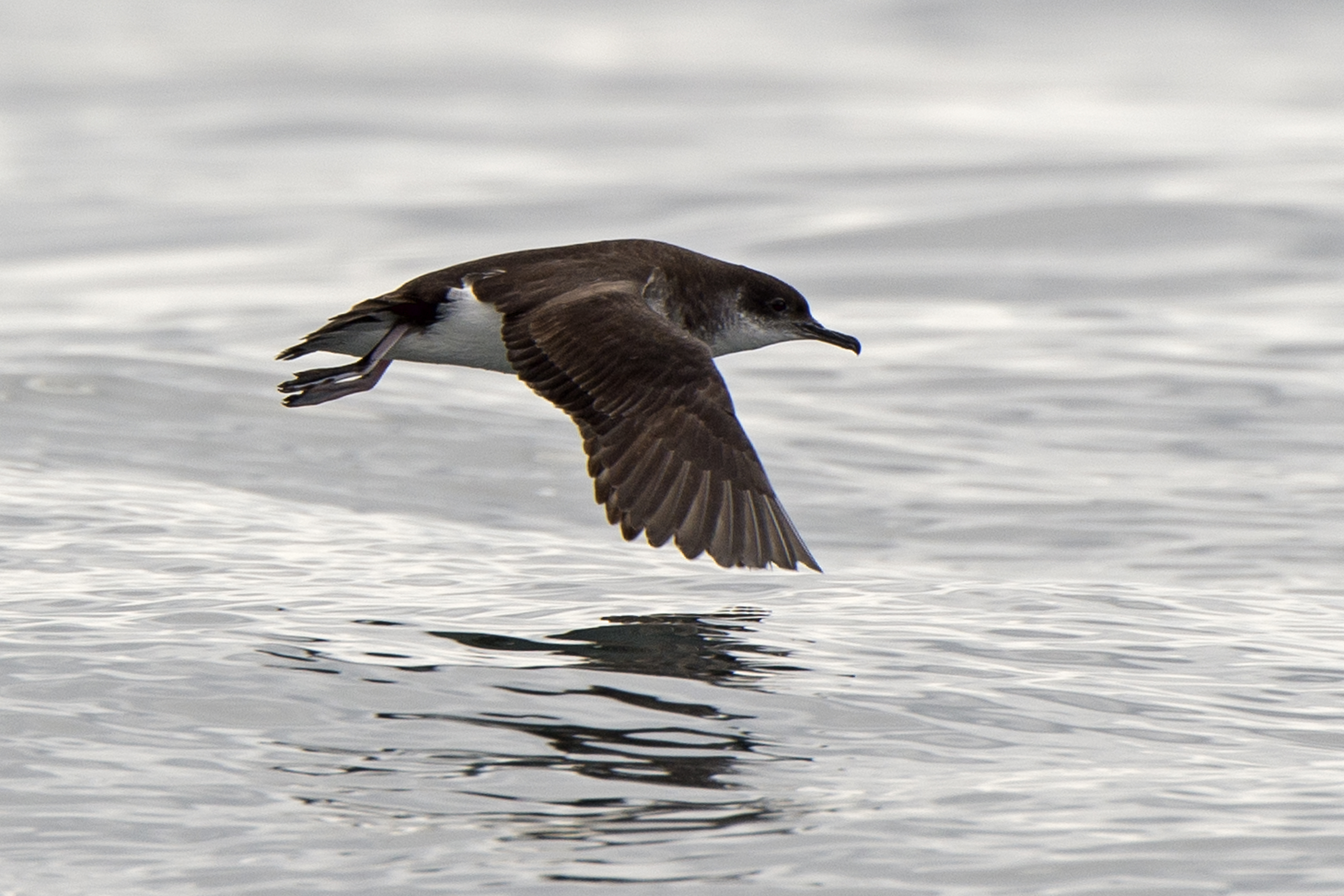 Manx shearwater flying close to surface