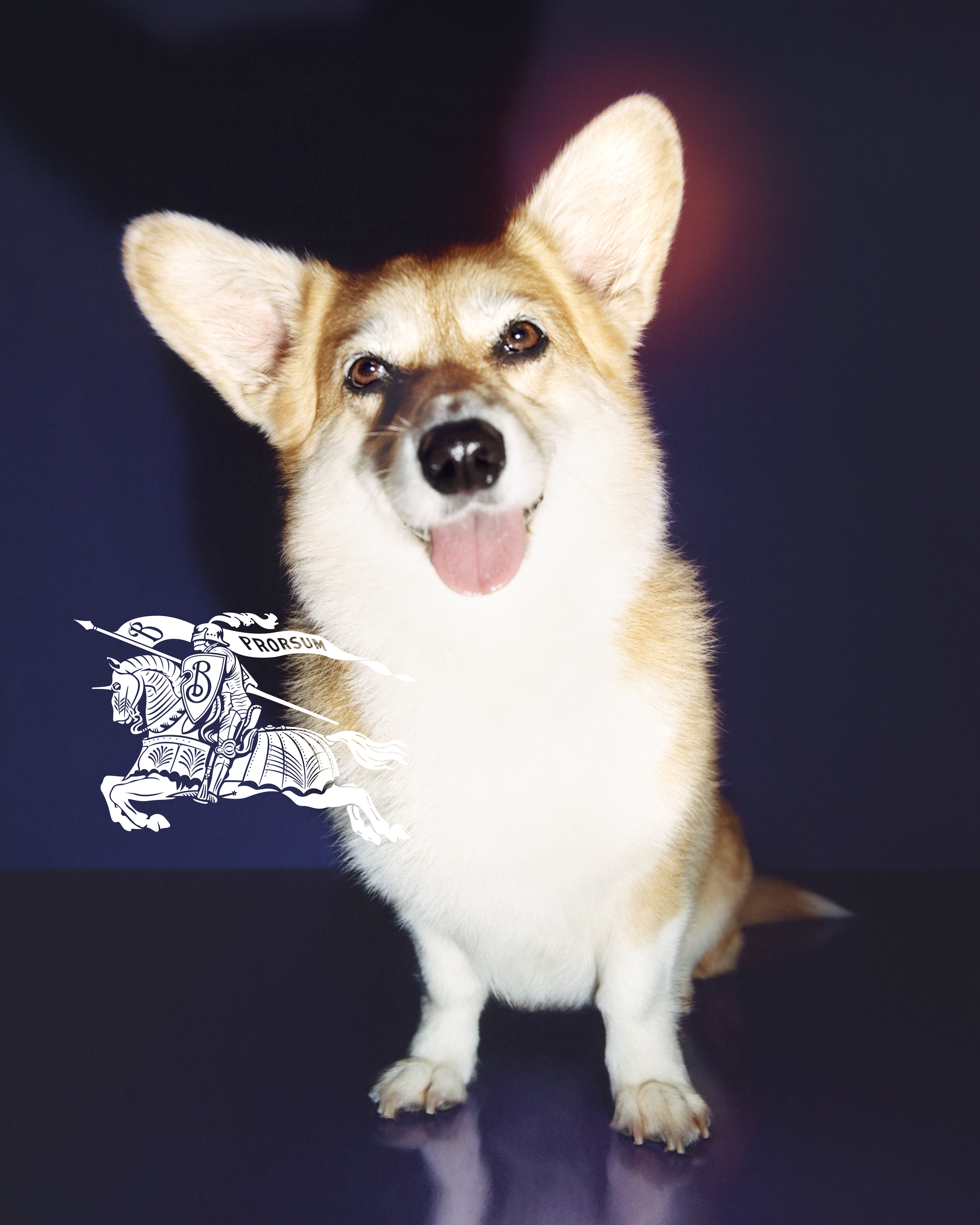 A corgi also features in the campaign
