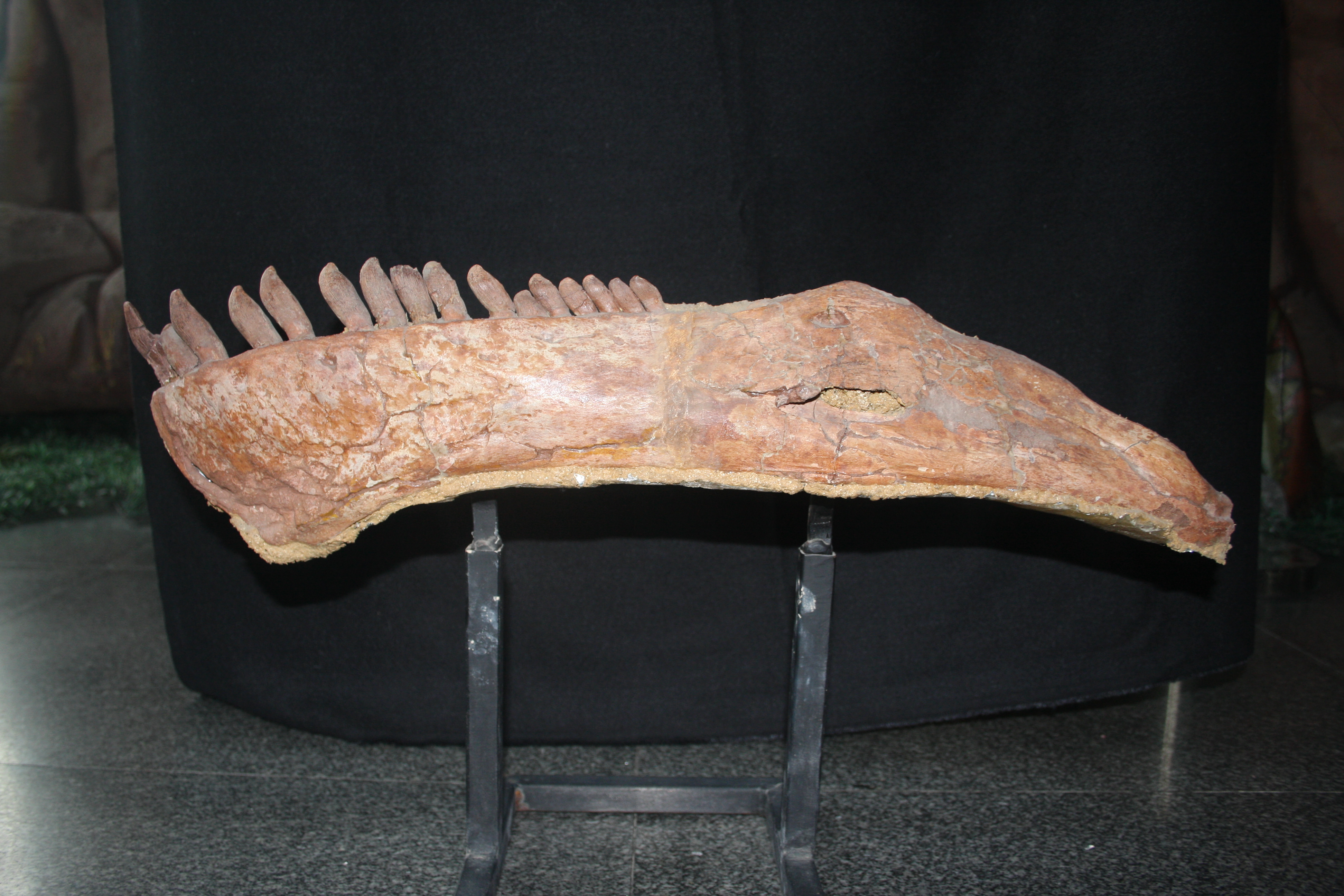 Lower jaw of Mamenchisaurus sinocanadorum and two of the vertebrae linked together