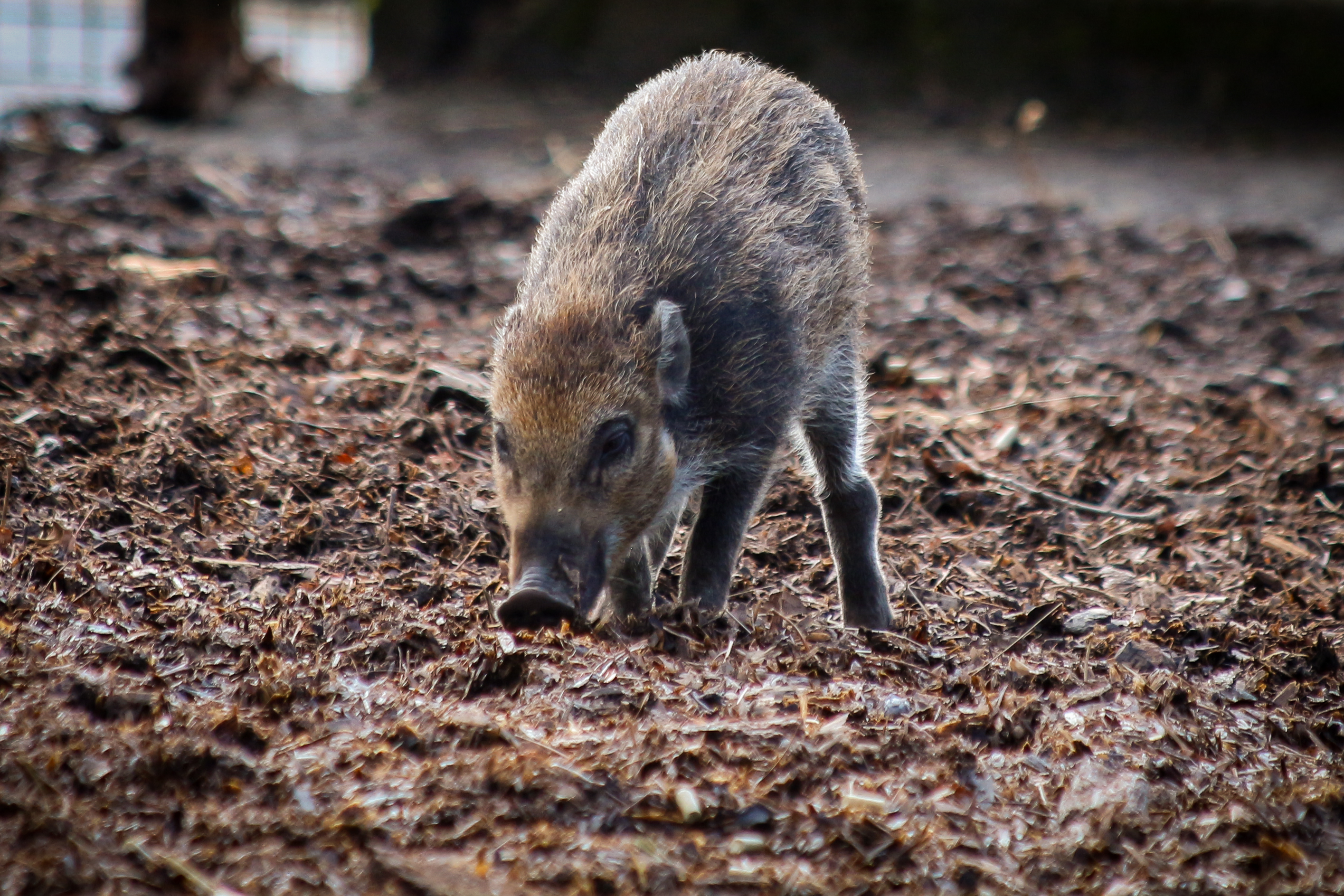 Visayan warty piglet