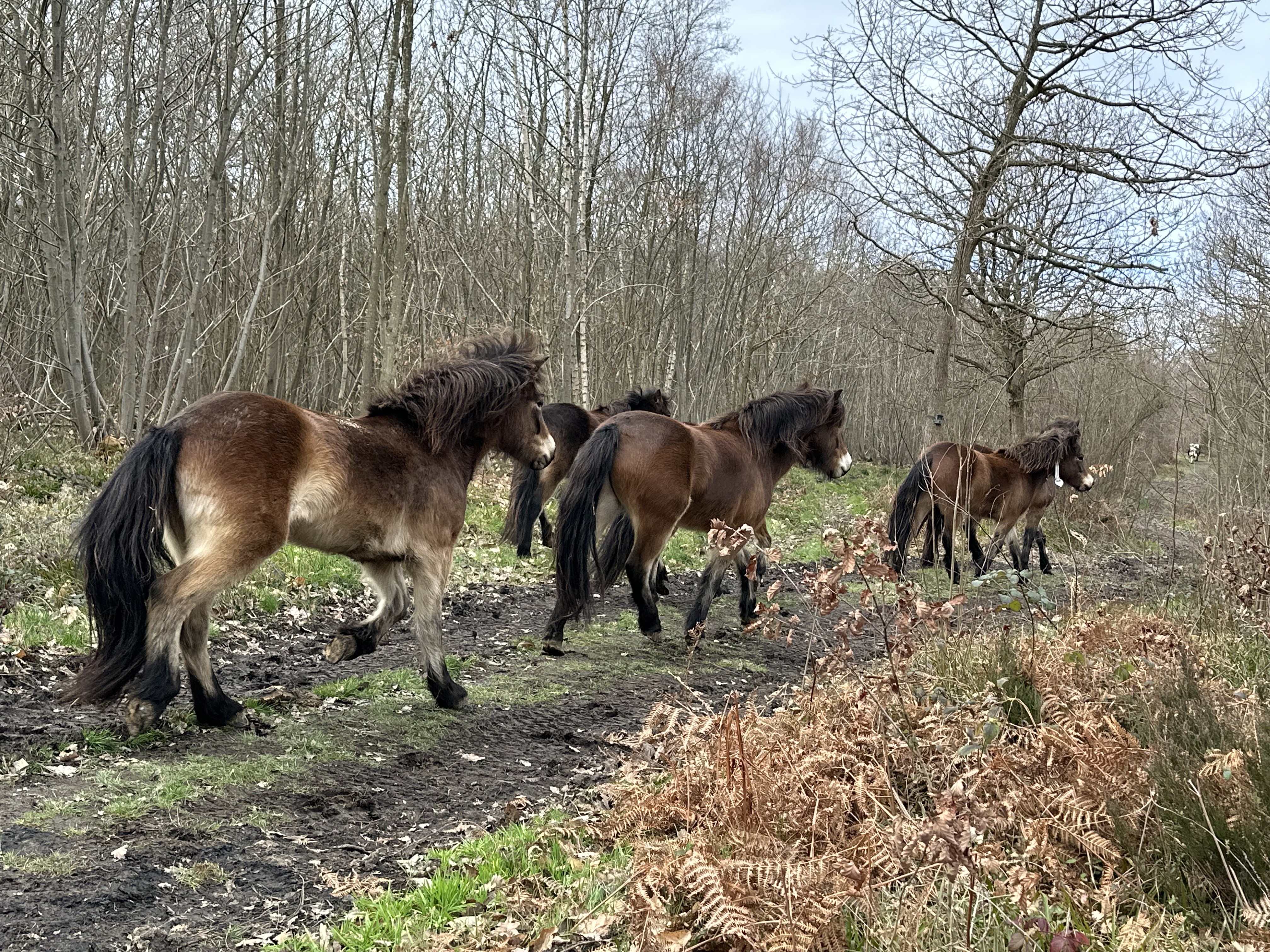 Exmoor ponies