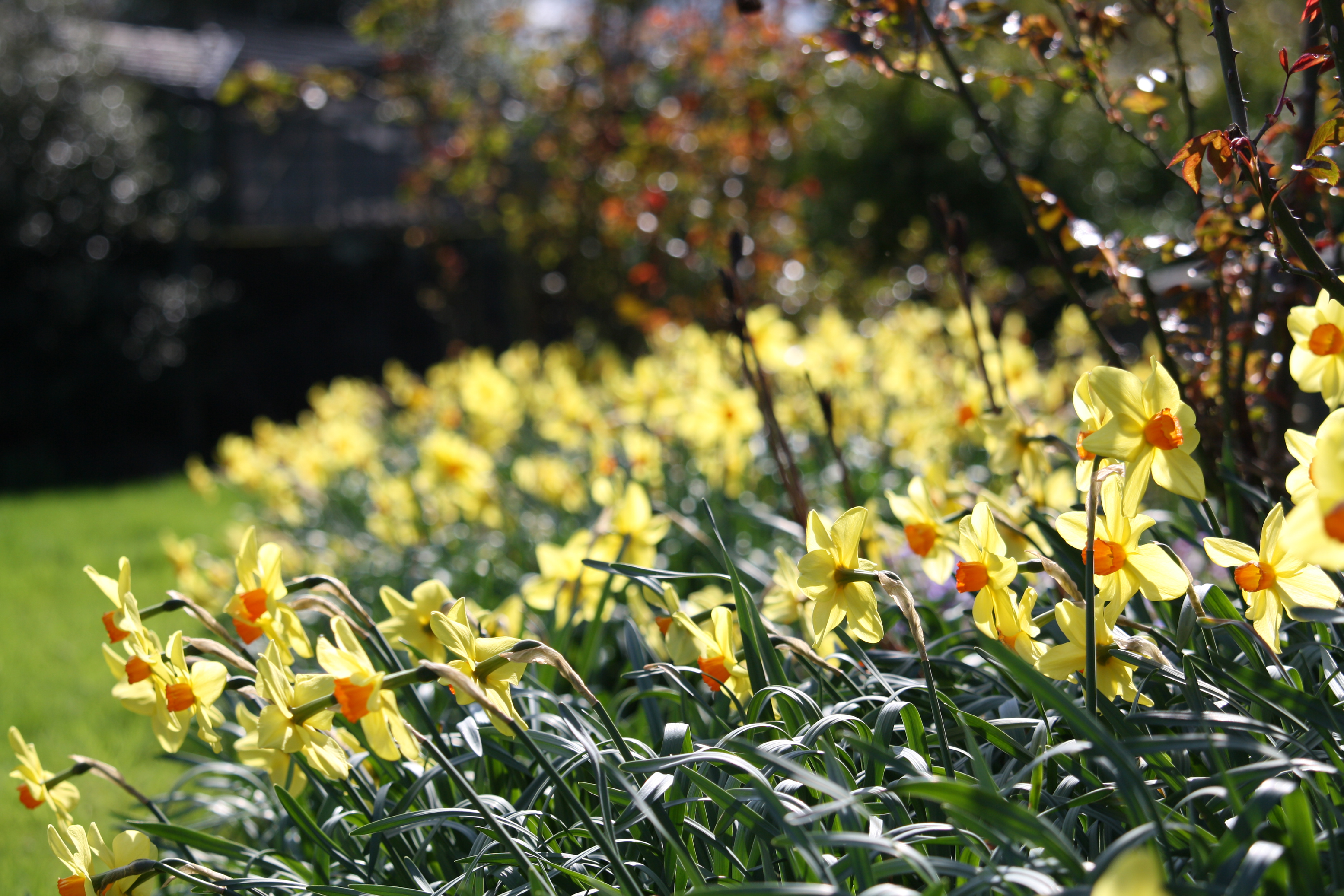 Bryngwyn Manor, Gwent (National Garden Scheme/PA)