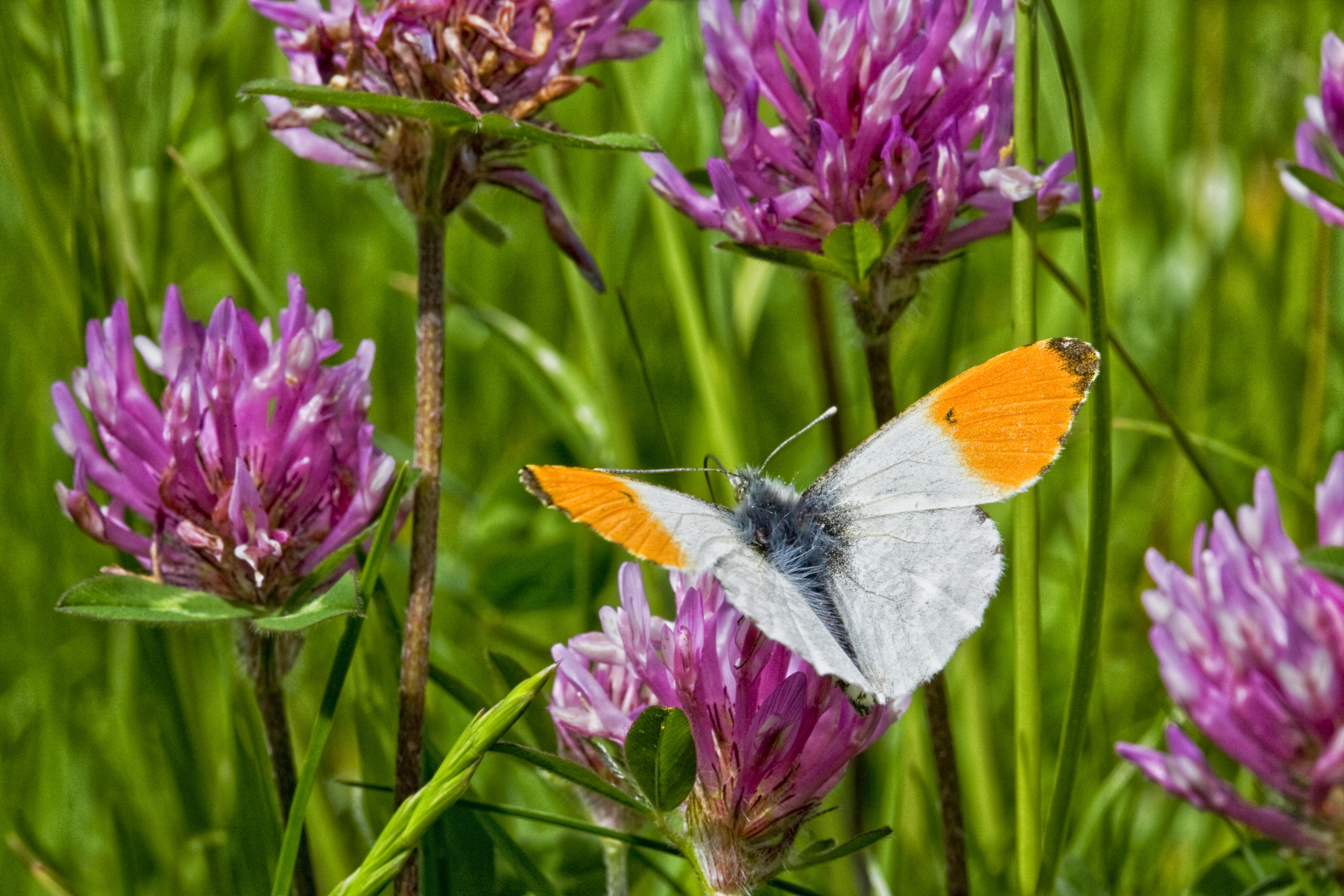 Orange-tip butterfly on red clover (Alamy/PA)