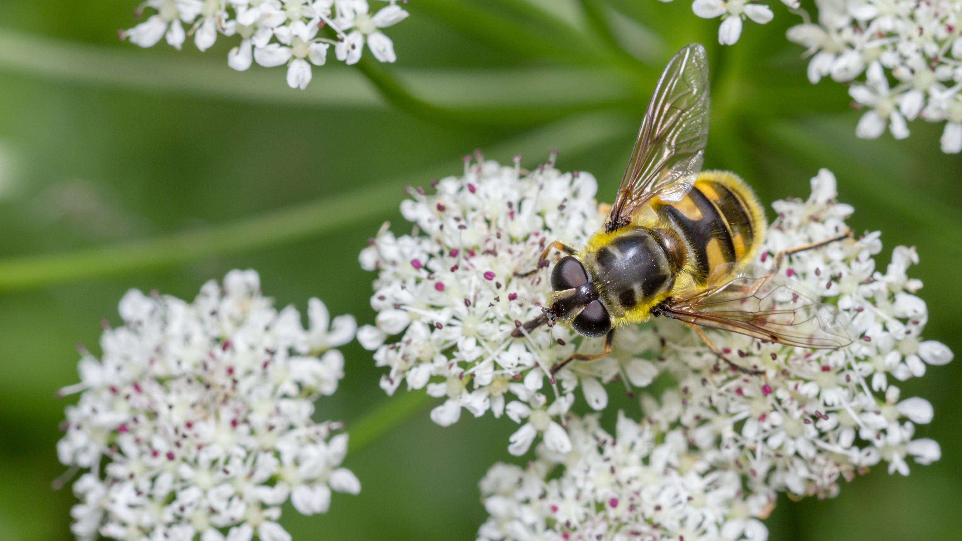 Hoverfly on cow parsley (Alamy/PA)
