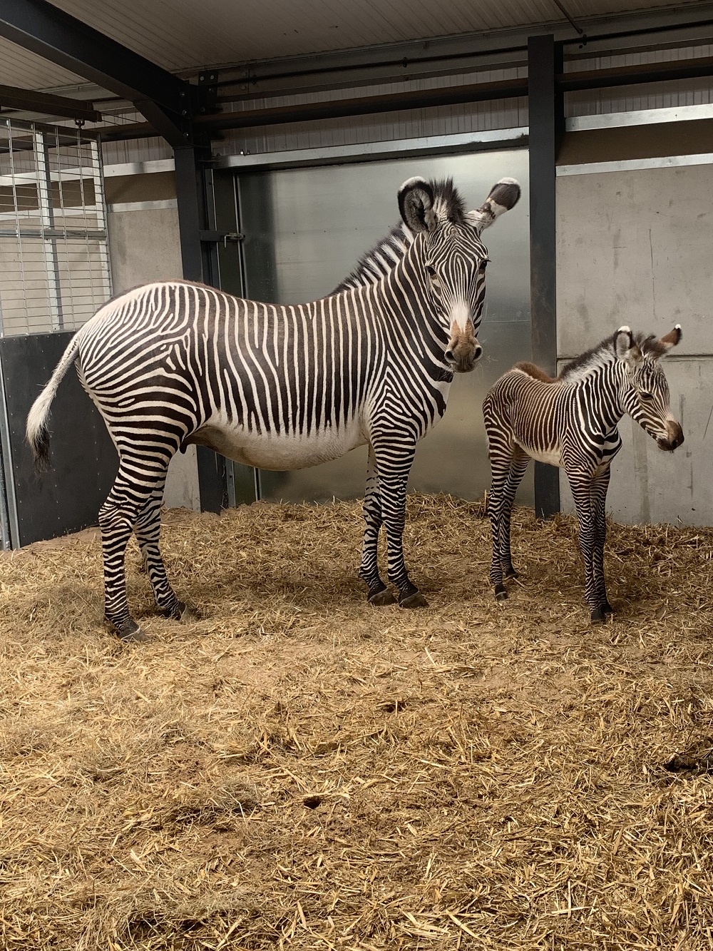 No health problems have been reported after the birth (Ian Nock/West Midlands Safari Park/PA)