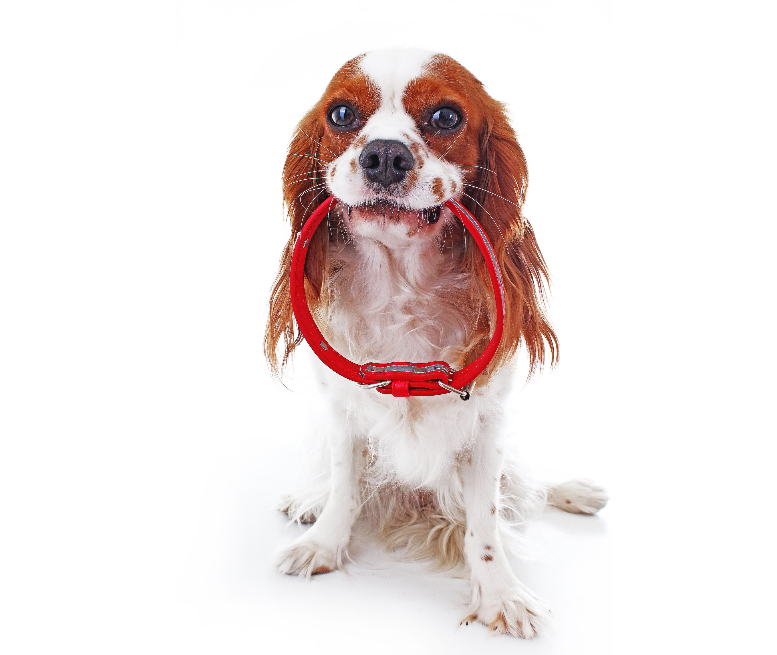 Cavalier King Charles Spaniel puppy with lead white studio background. Dog puppy with red dog collar