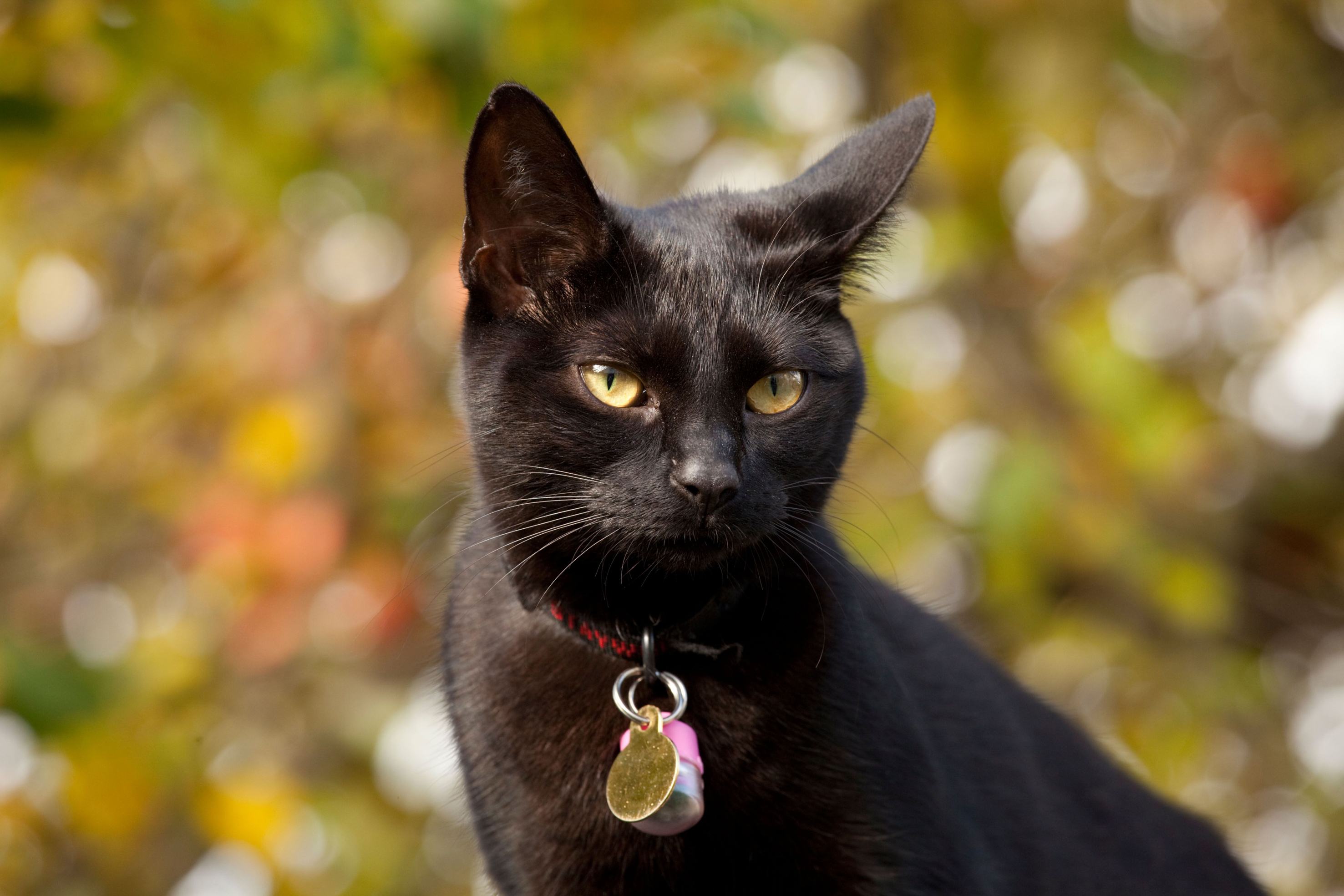 Black cat with identity collar