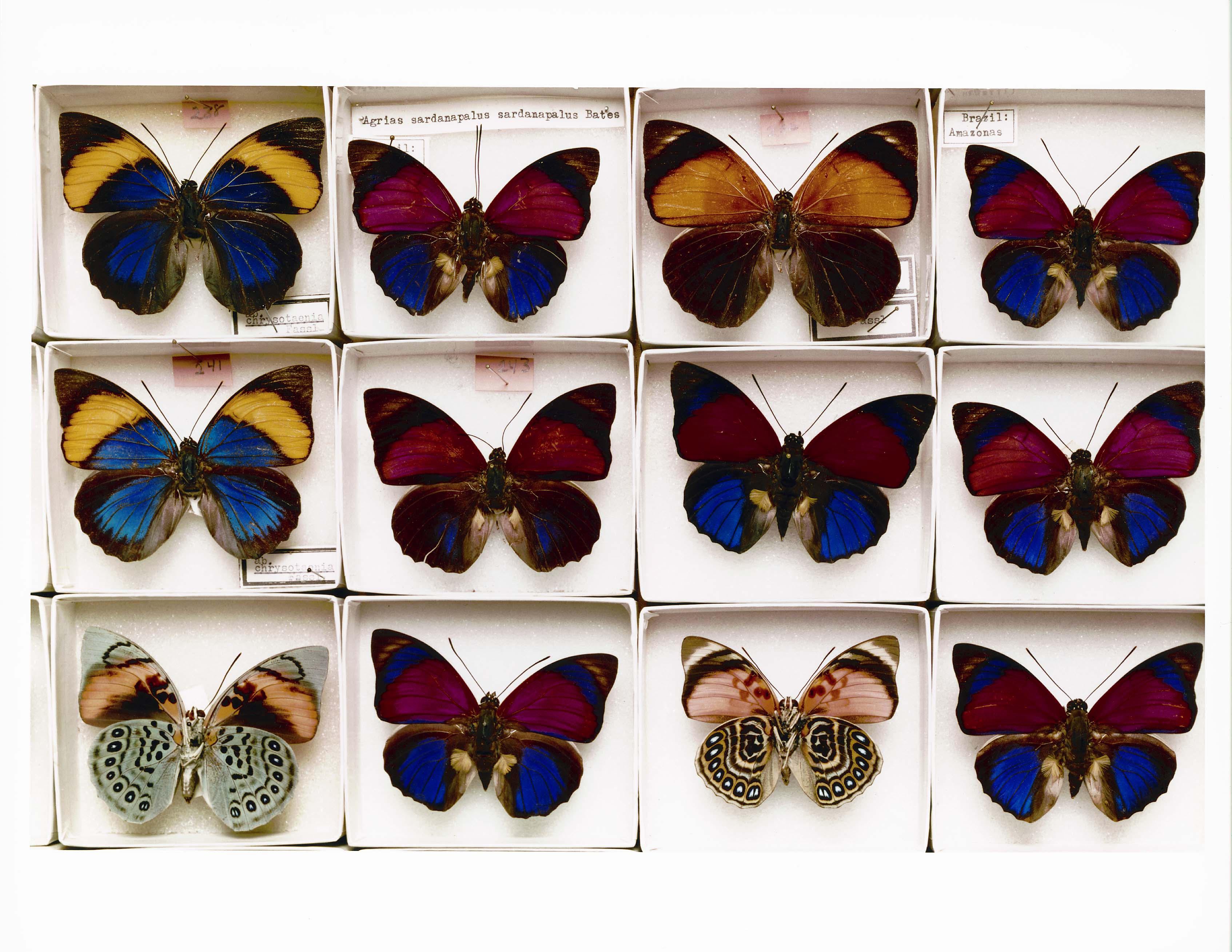 Butterfly specimens at the American Museum of Natural History
