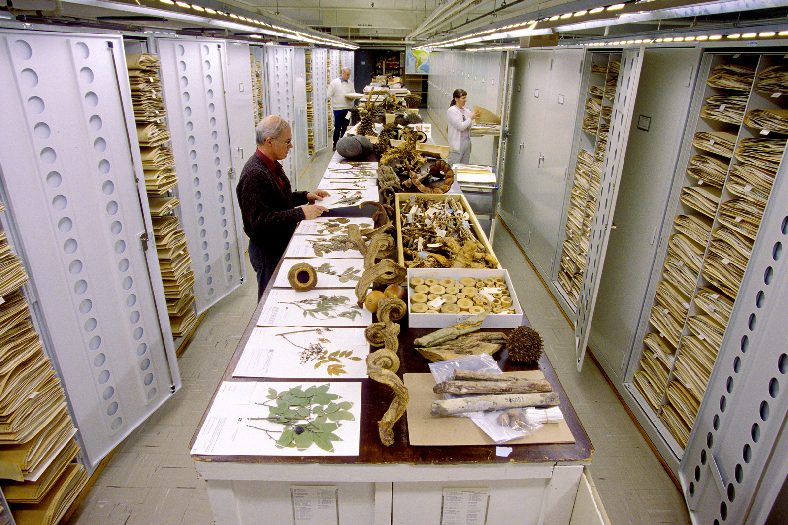 Botanical collections at the Smithsonian Institution's National Museum of Natural History 