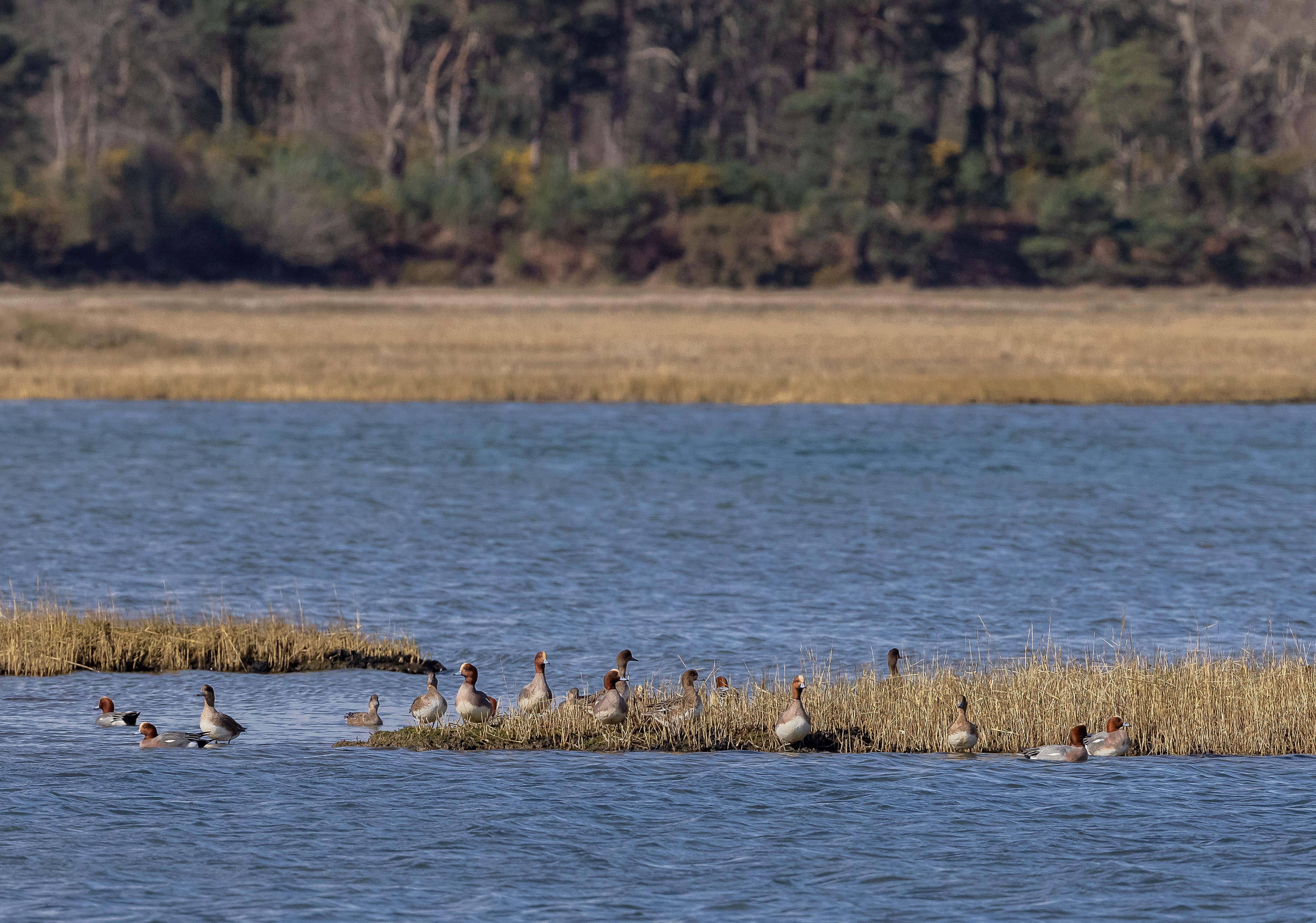 Group of wigeon, Mareca penelope, feeding on saltmarsh in Poole Harbour, Dorset