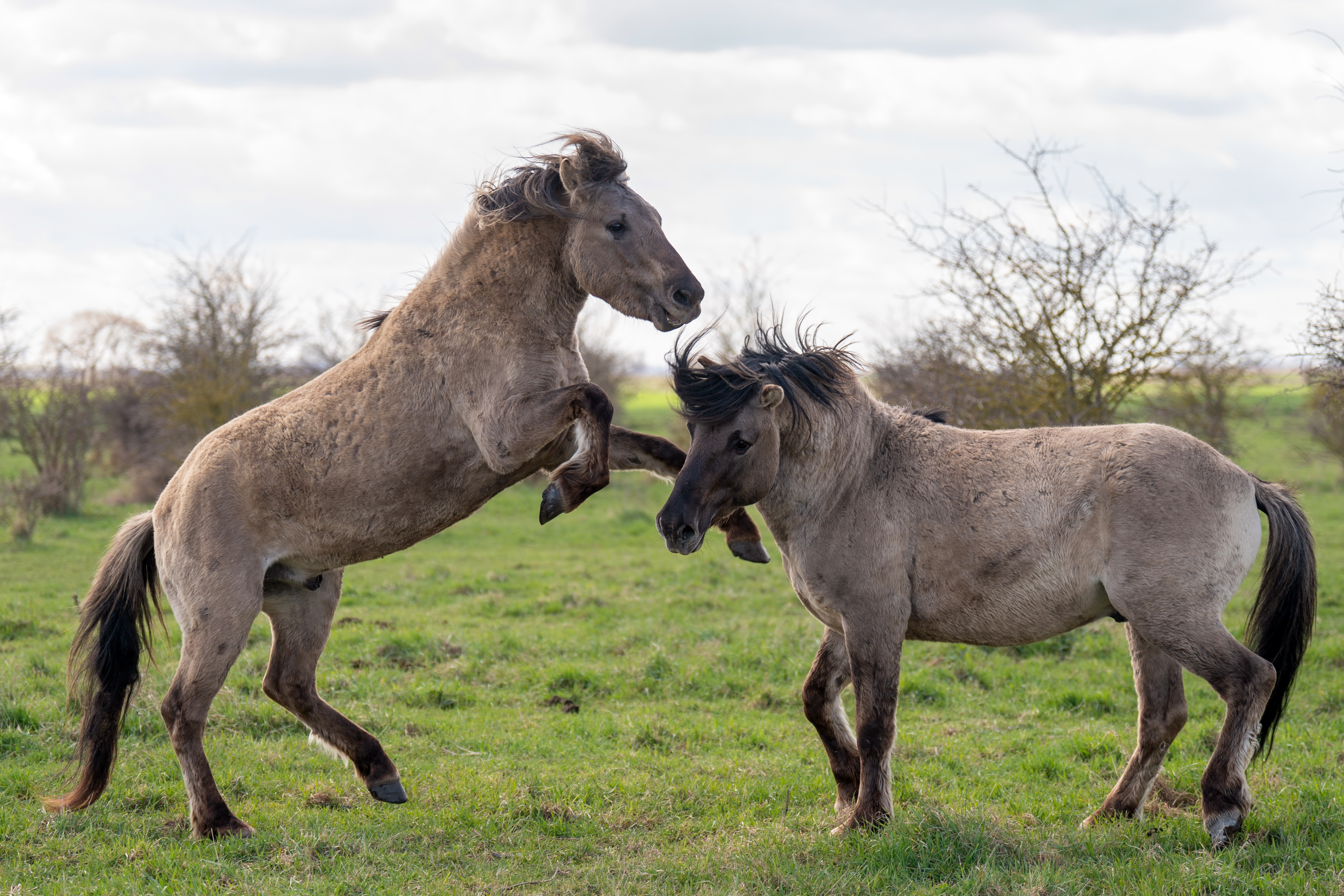 The Konik pony foaling season gets underway at the National Trust's Wicken Fen in Cambridgeshire. (Joe Giddens/ PA)