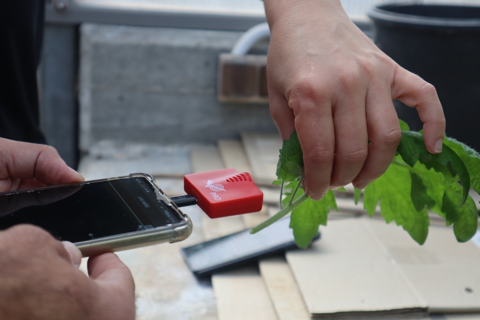 Scientists recording the noise made by a cut plant