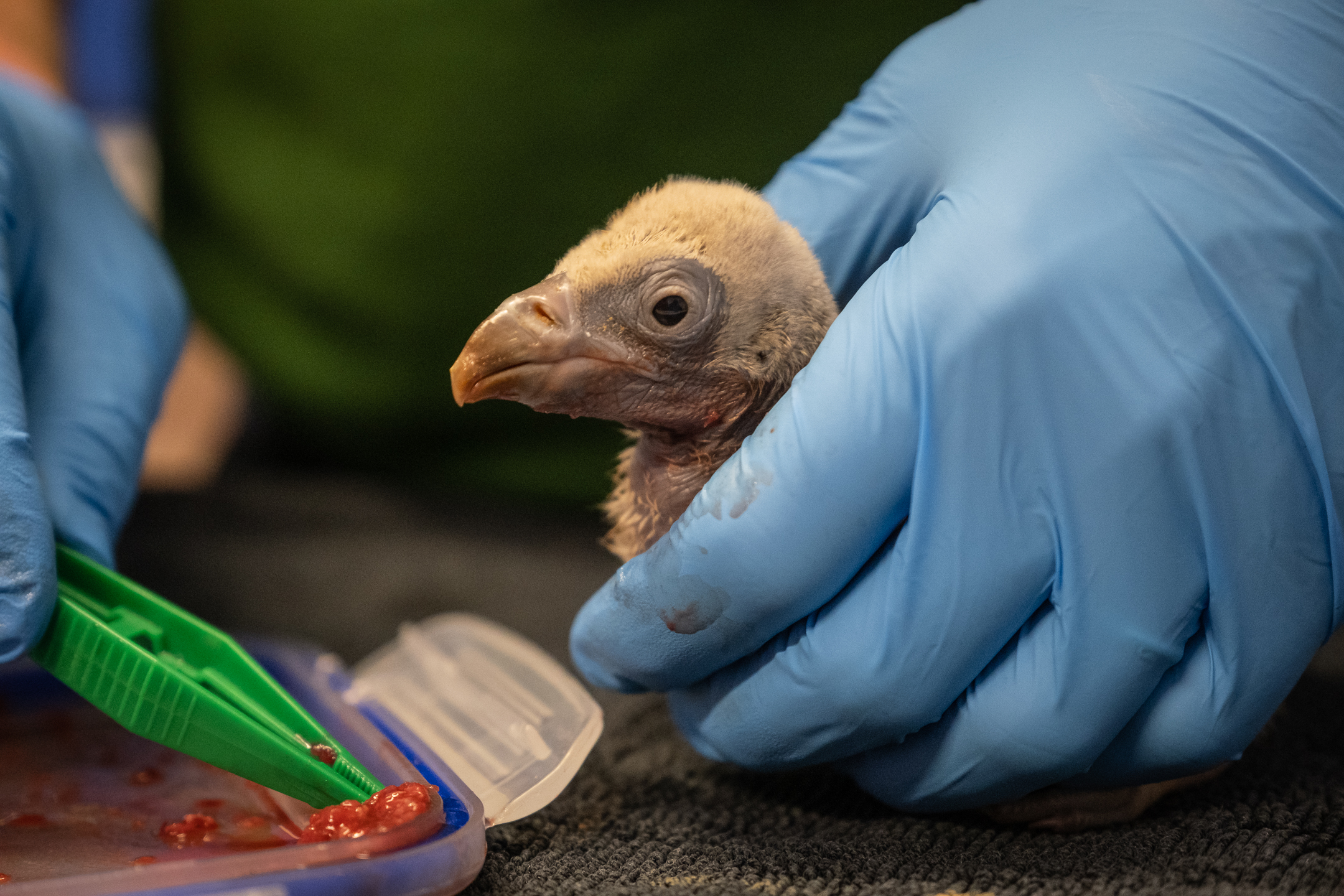 His birth was the first vulture chick hatching in over 40 years (ZSL London Zoo)