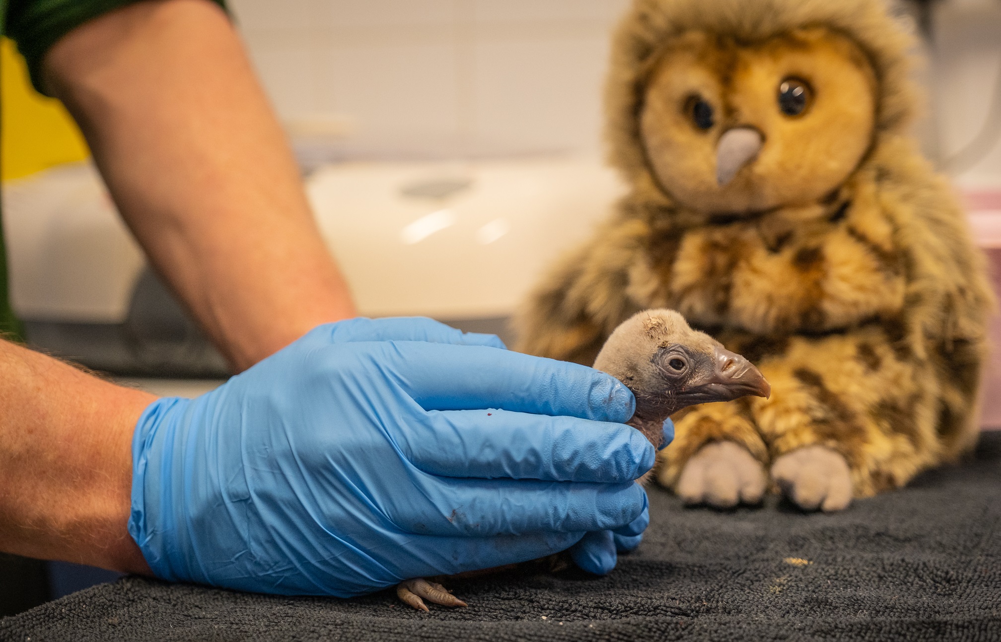 Egbert's birth was hailed a 'brilliant' conservation success (ZSL London Zoo)