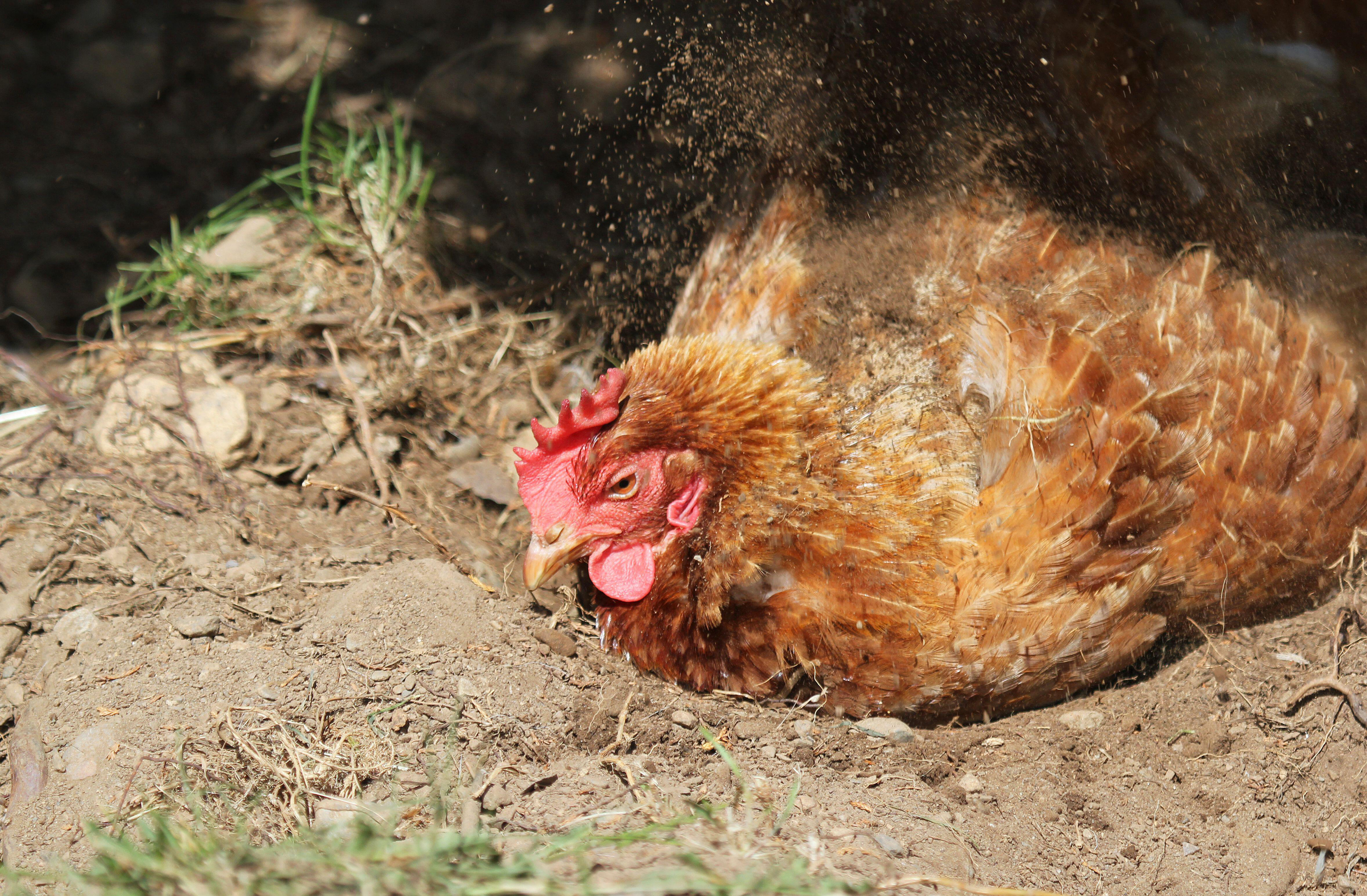 Chickens love dustbaths (Alamy/PA)