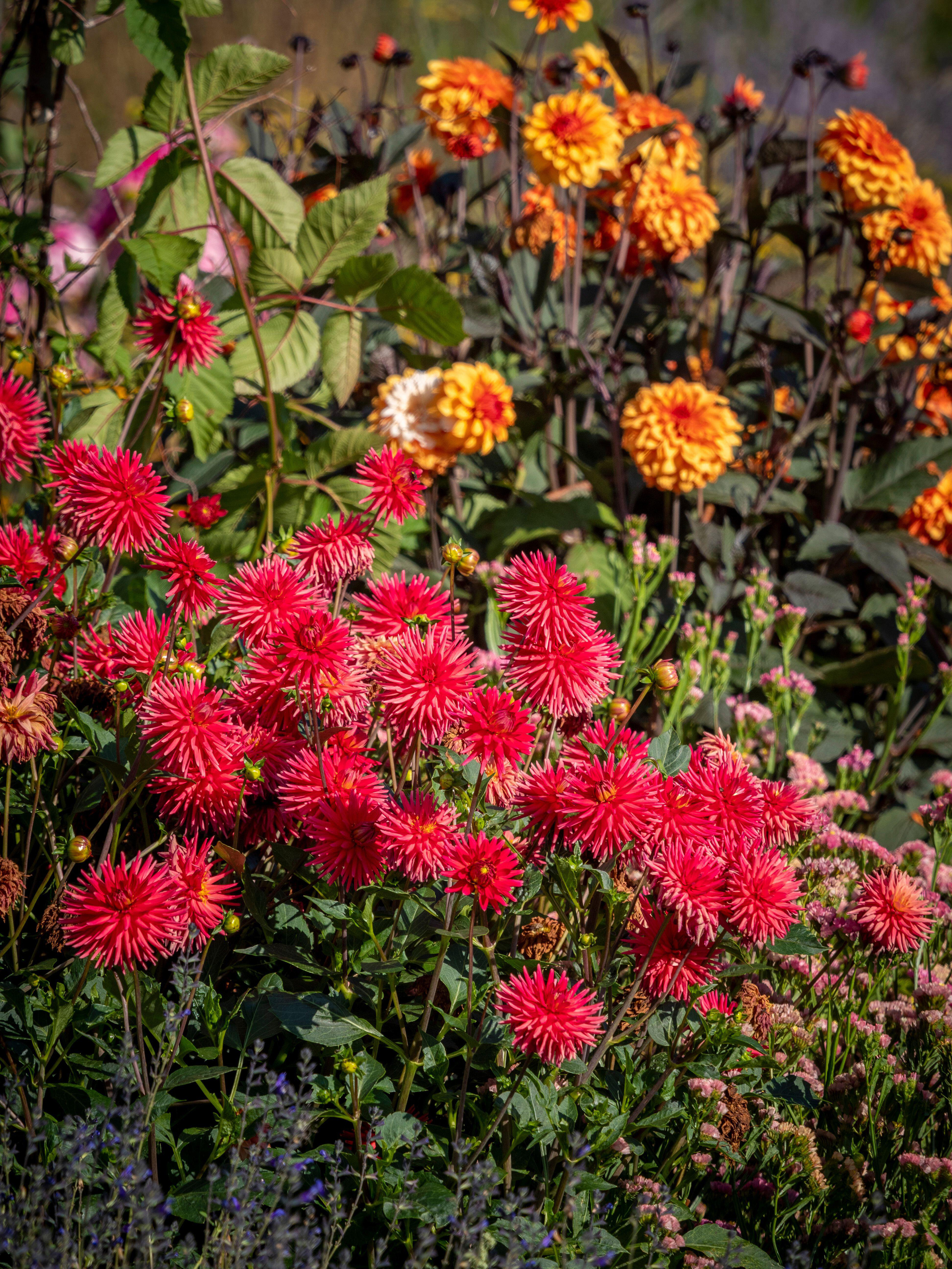 Dahlias for cut flowers (Alamy/PA)