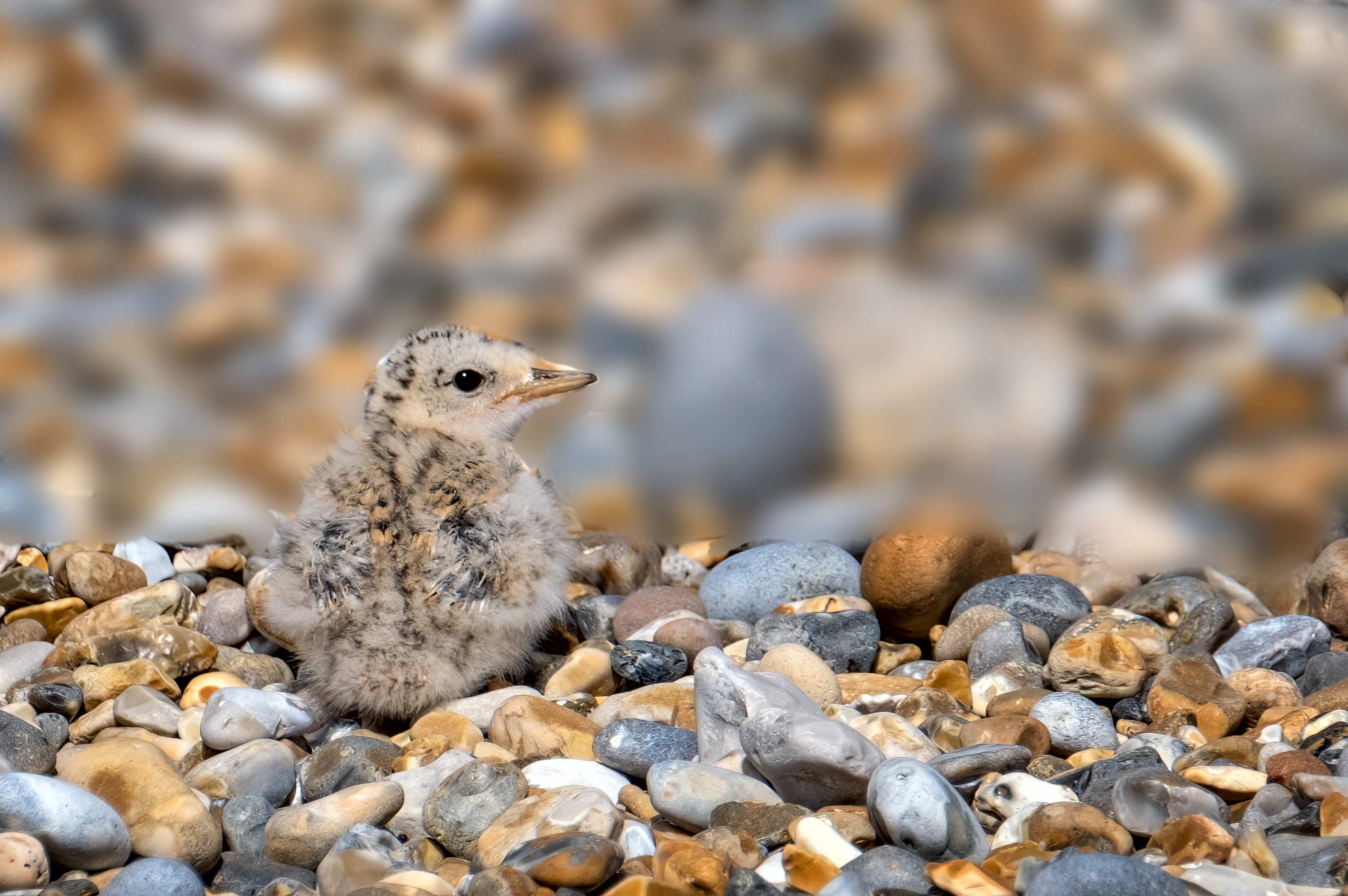 A little tern chick, one of the UK's rarest seabirds, camouflaged on the beach at Blakeney Point (National Trust/ Hanne Siebers/ PA)
