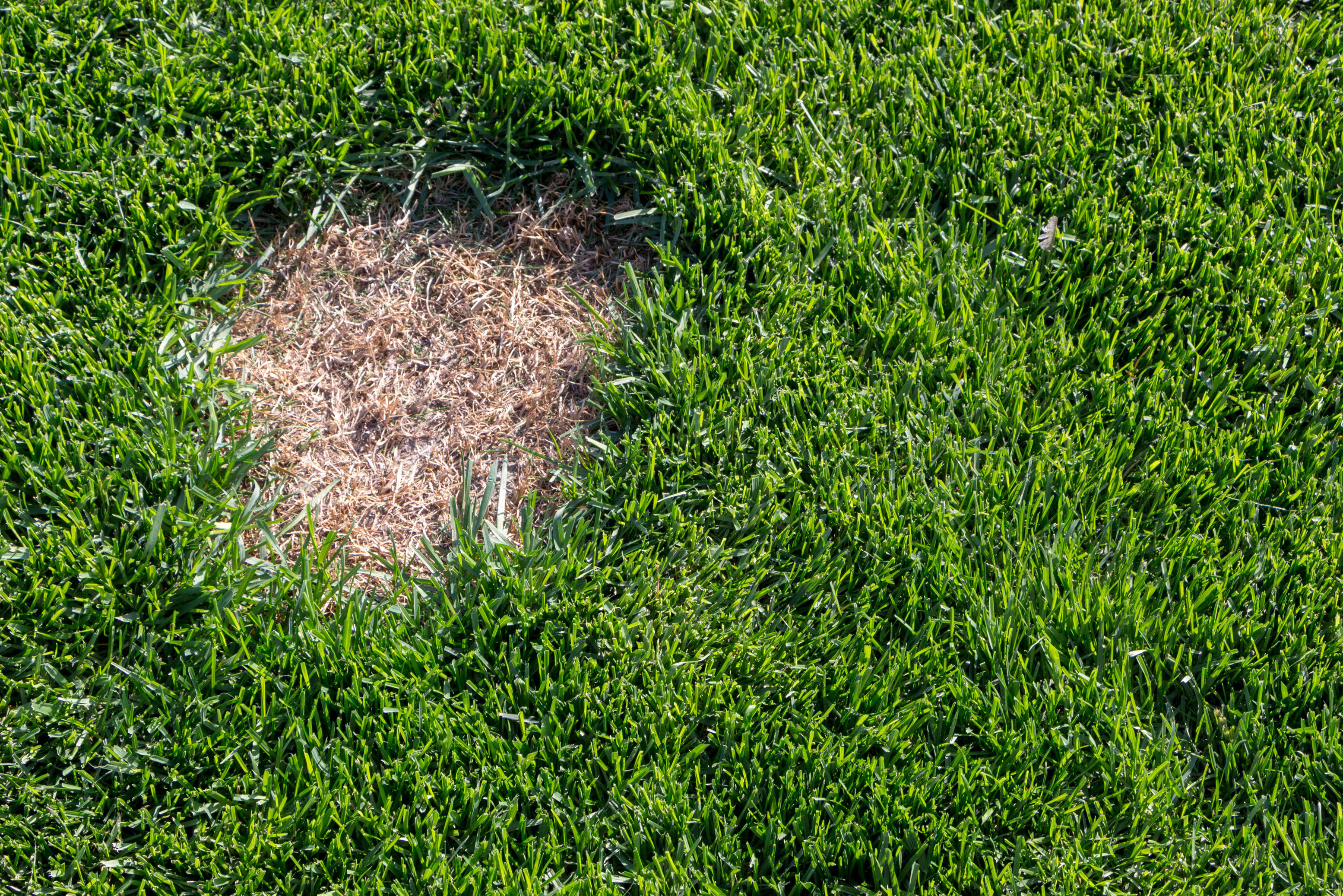 Bare patch in grass (Alamy/PA)