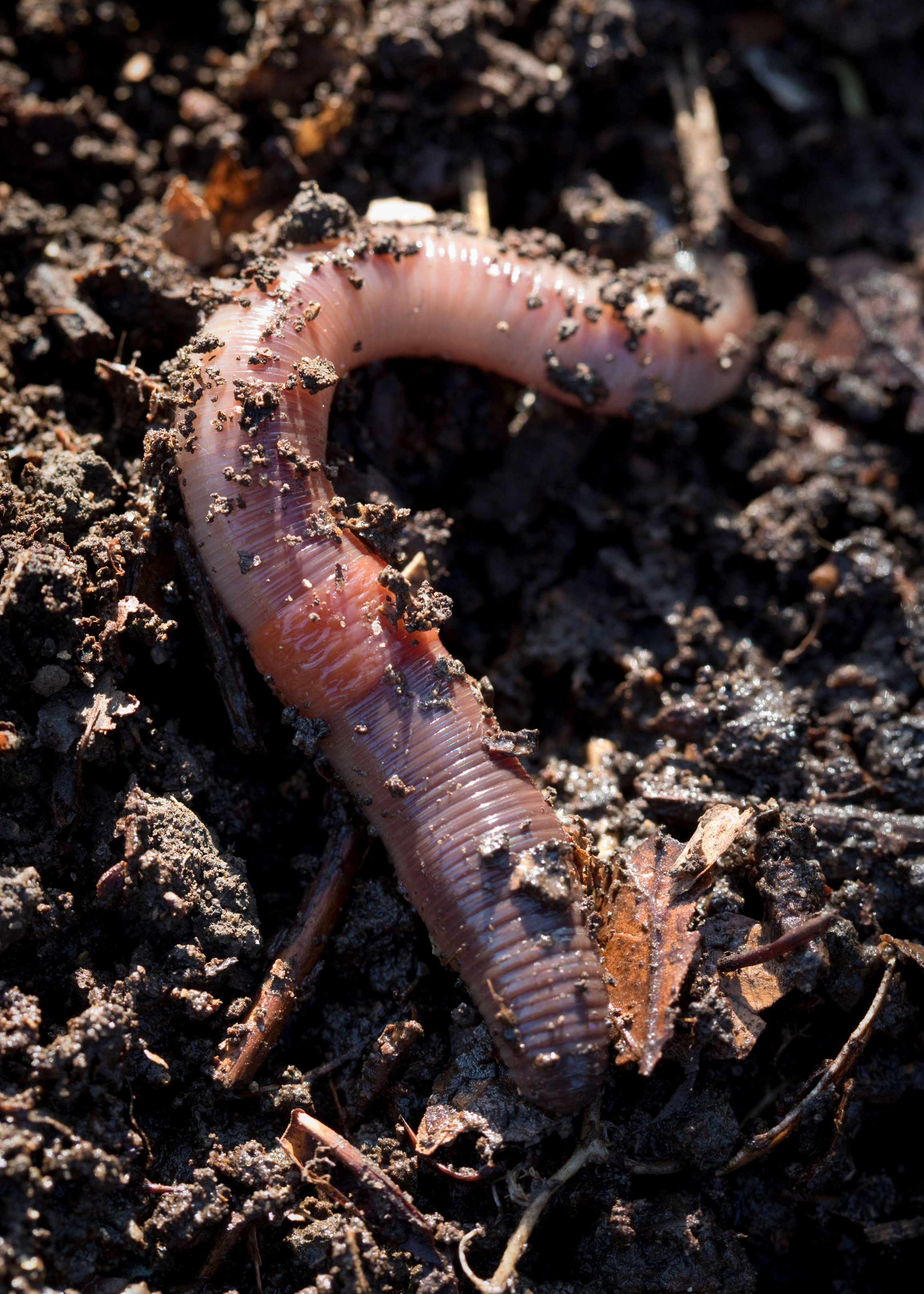 An earthworm (Alamy/PA)